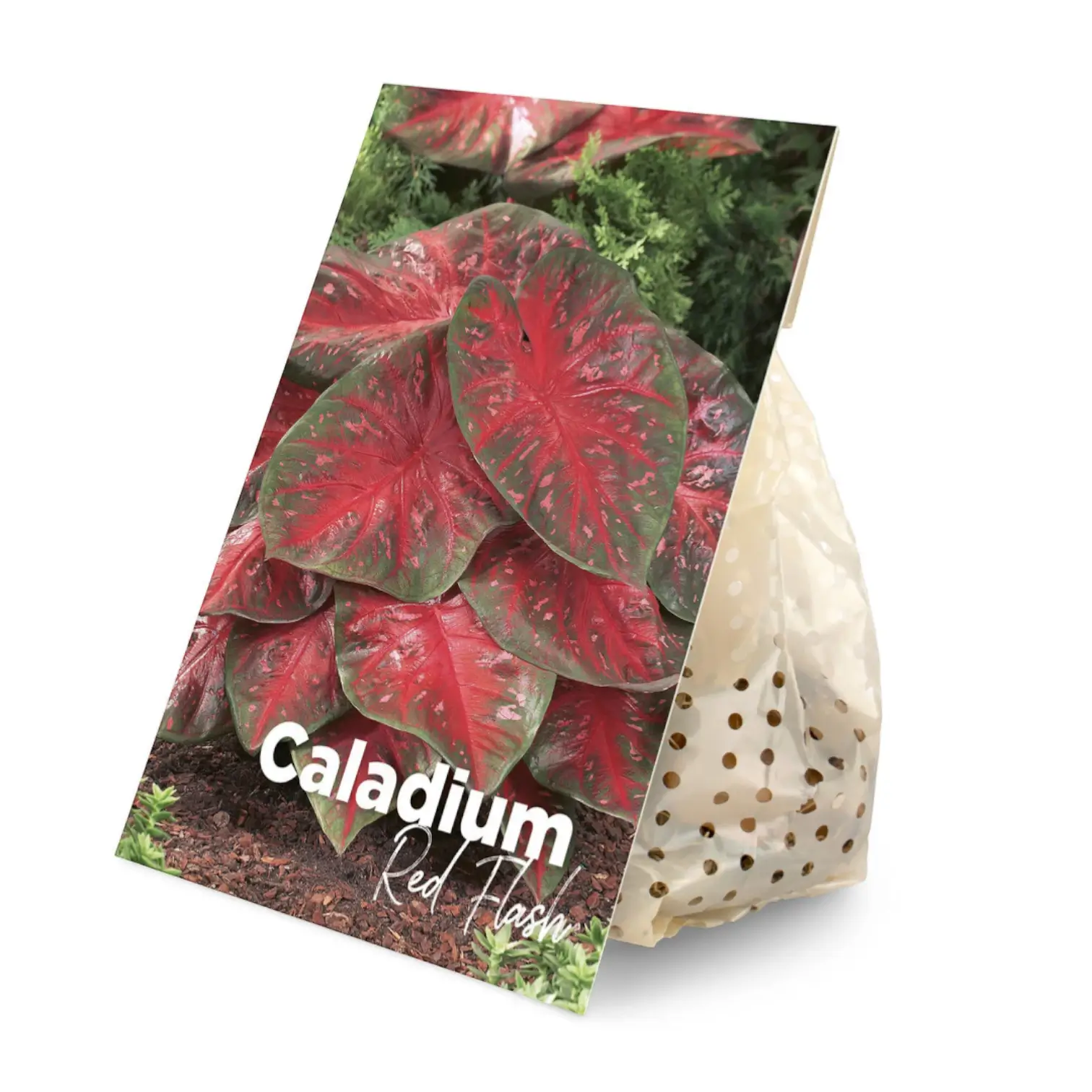 Caladium 'Red Flash' plant photo.