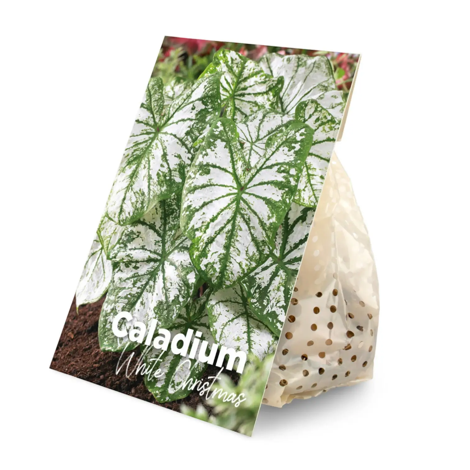 Caladium 'Spring Fling' plant photo.