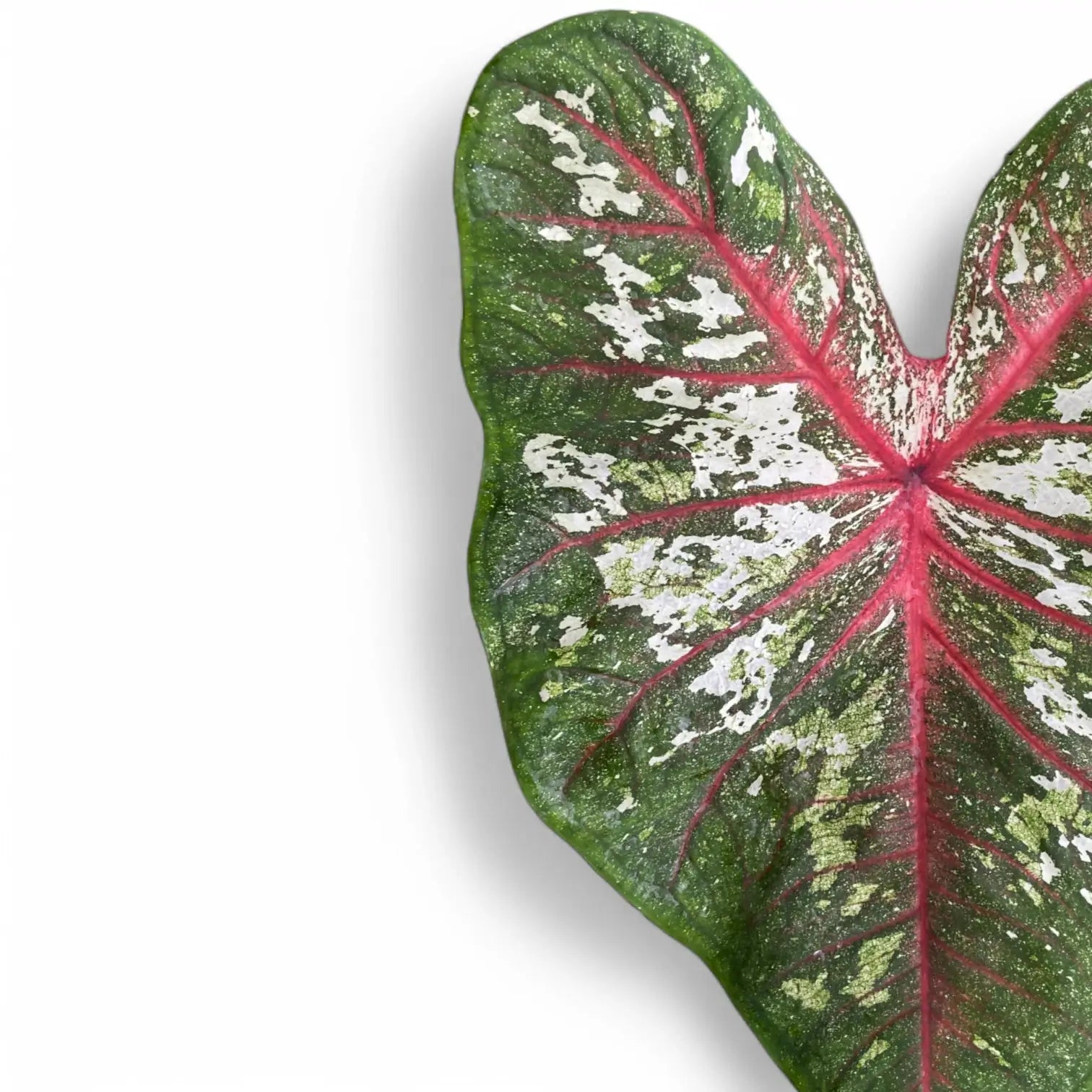 Nahaufnahme eines Blatts von Caladium 'Tapestry' vor weißem Hintergrund.