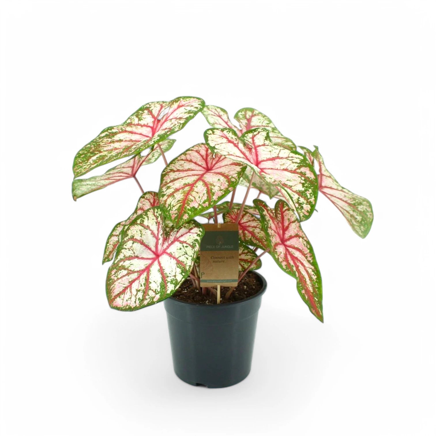 Caladium 'Tapestry' plant photo.