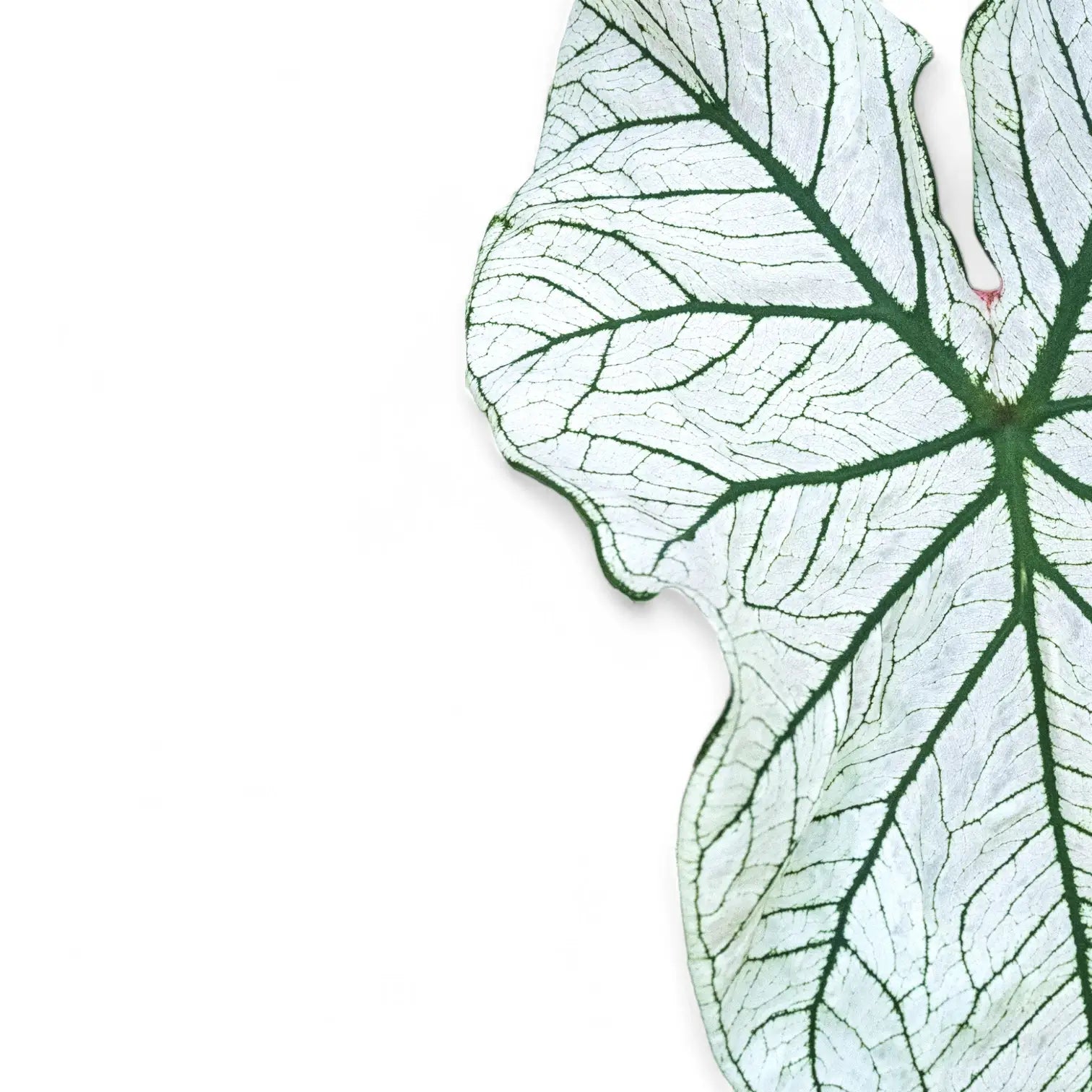 Caladium 'White Christmas' leaf close-up on white background.