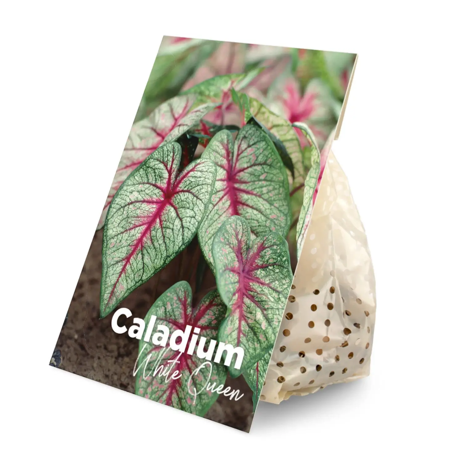 Caladium 'White Christmas' plant photo.