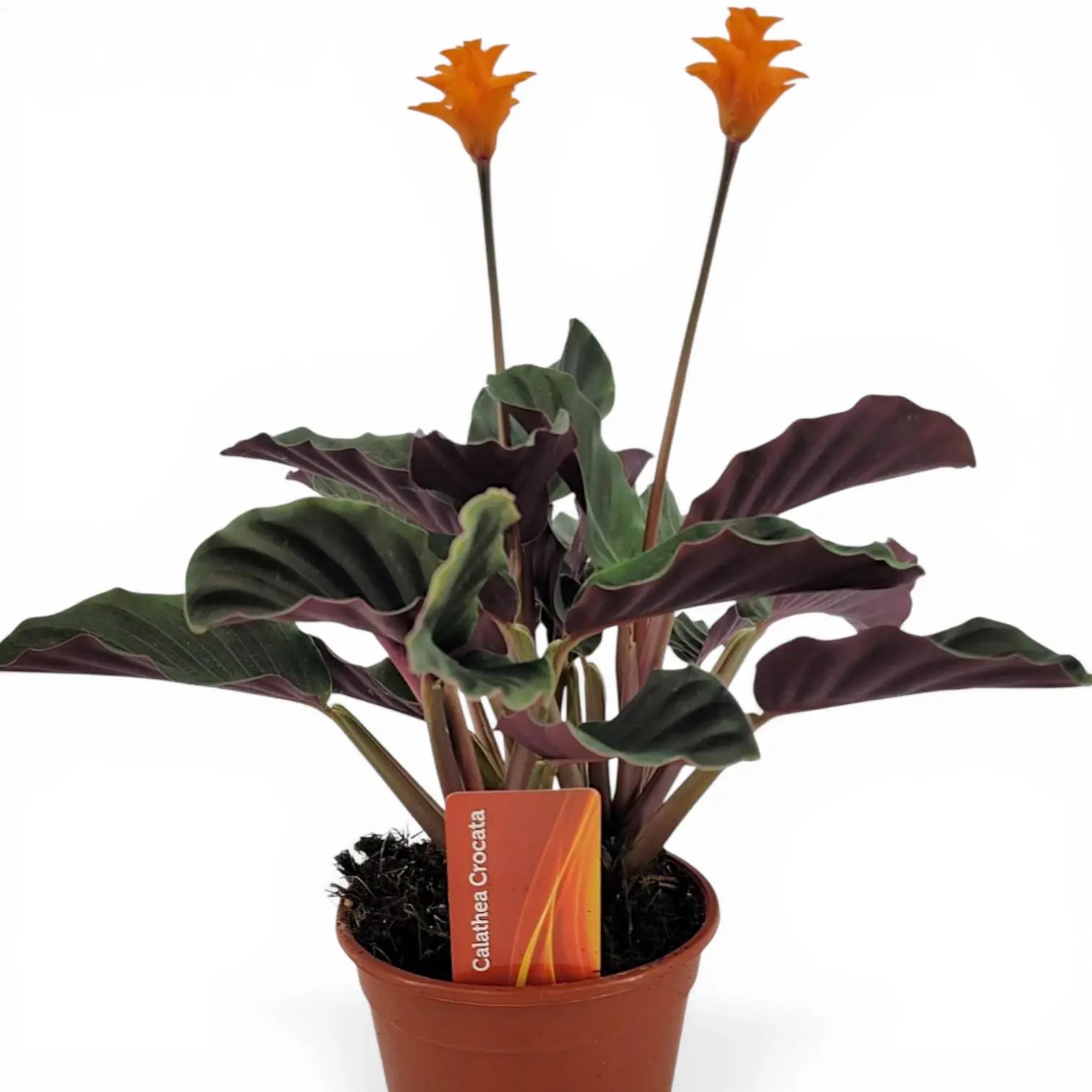 Goeppertia crocata 'Candela'