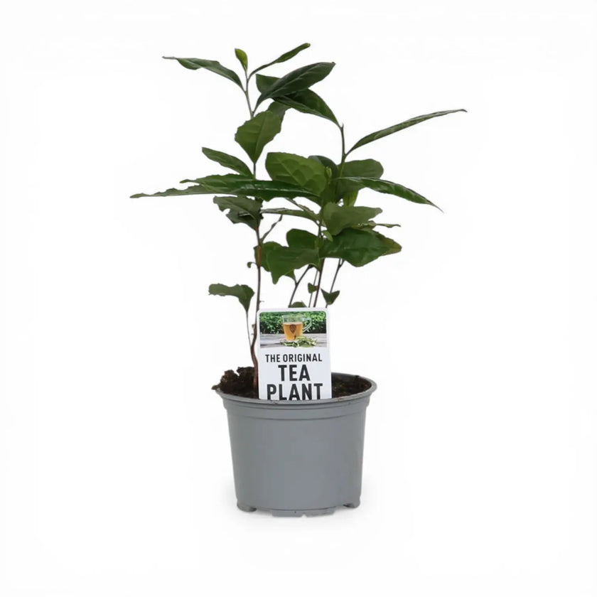 Camellia sinensis close-up detail.