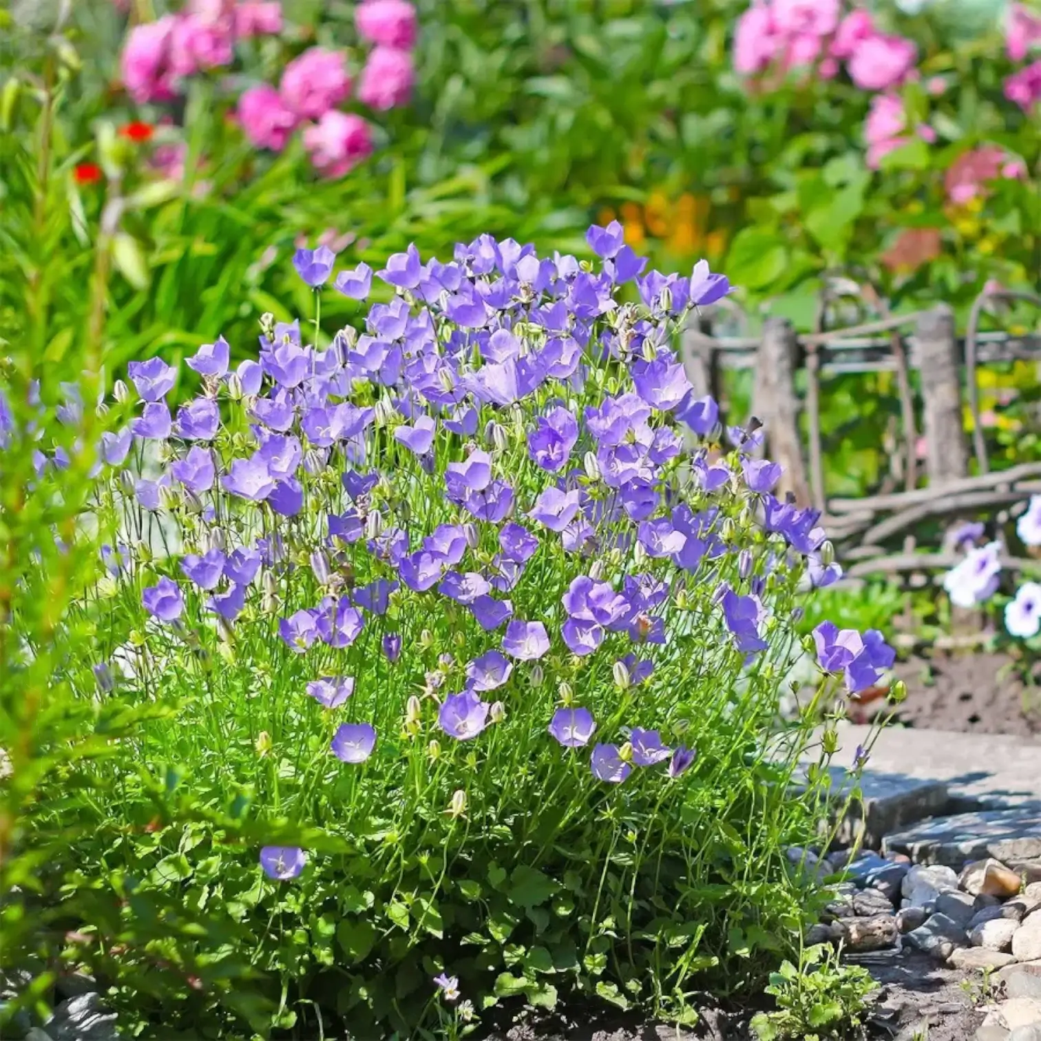 Campanula carpatica 'Blaue Clips' – Nahaufnahme.