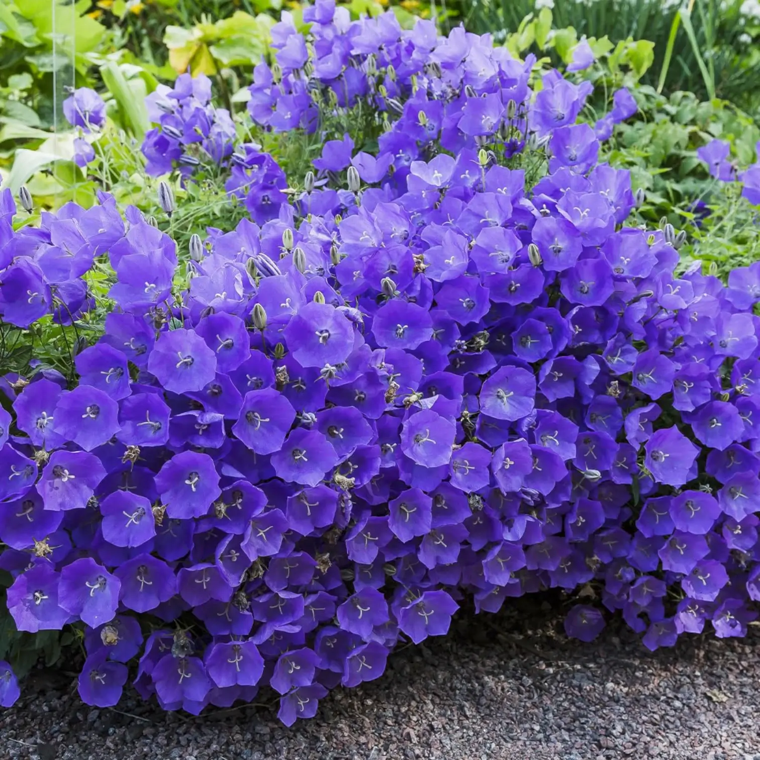 Campanula carpatica 'Blaue Clips' – Nahaufnahme.