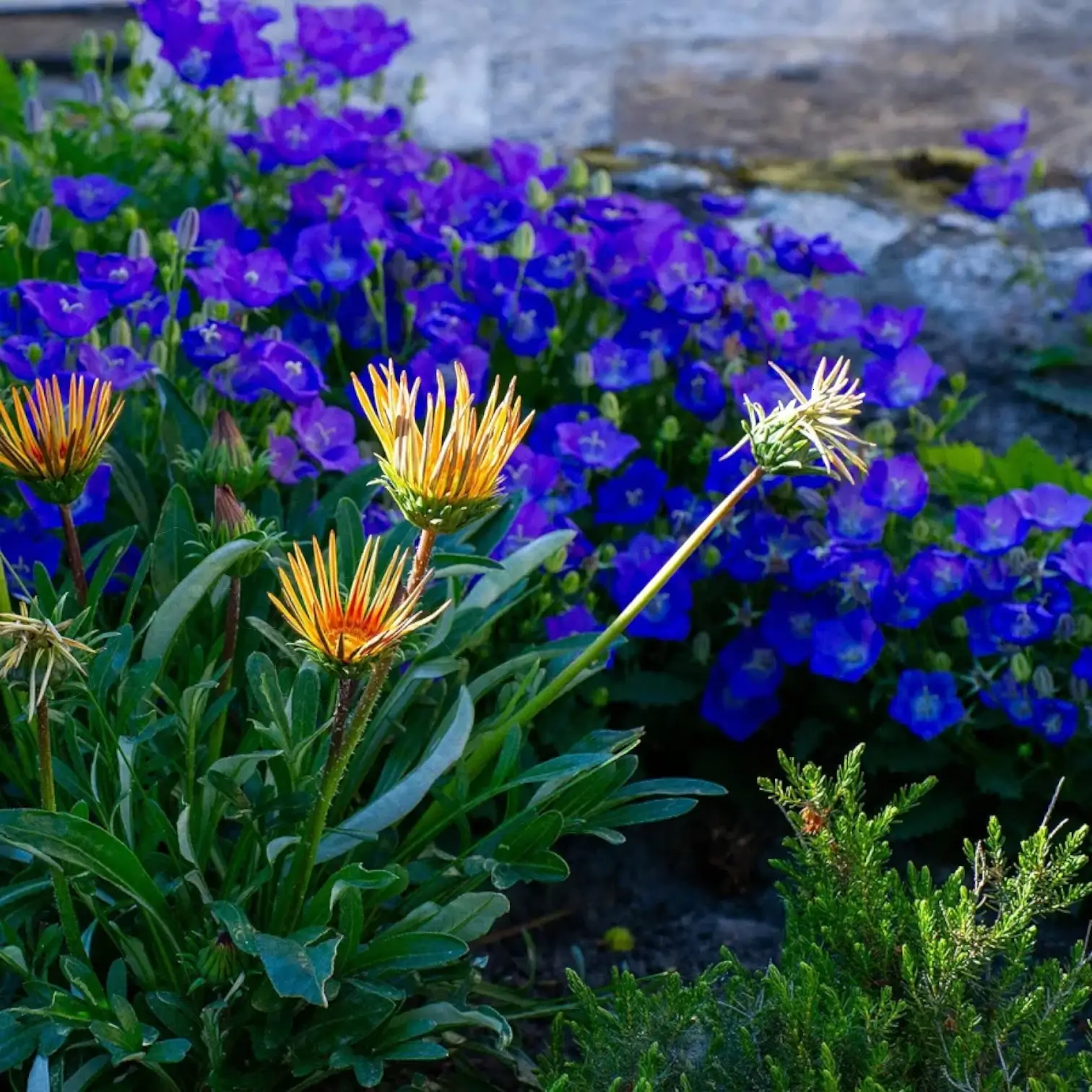 Campanula carpatica 'Blaue Clips' – Detailaufnahme der Pflanze.