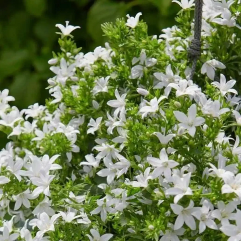 Campanula carpatica 'Weisse Clips' detail shot.