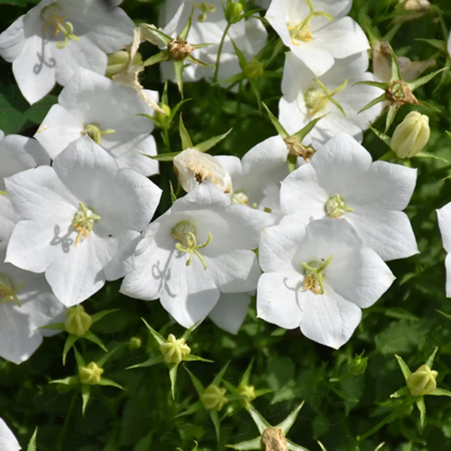 Campanula carpatica 'Weisse Clips' plant detail.