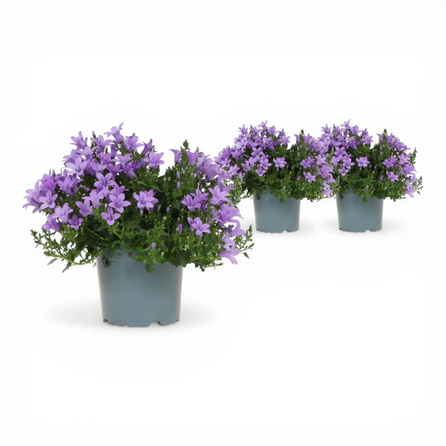 Campanula portenschlagiana 'Ambella Lavender' – Nahaufnahme.