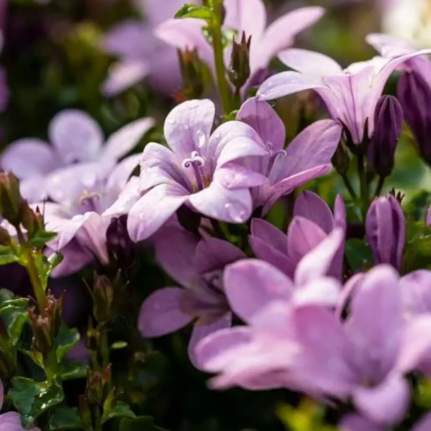 Campanula portenschlagiana Ambella Pink detail shot.