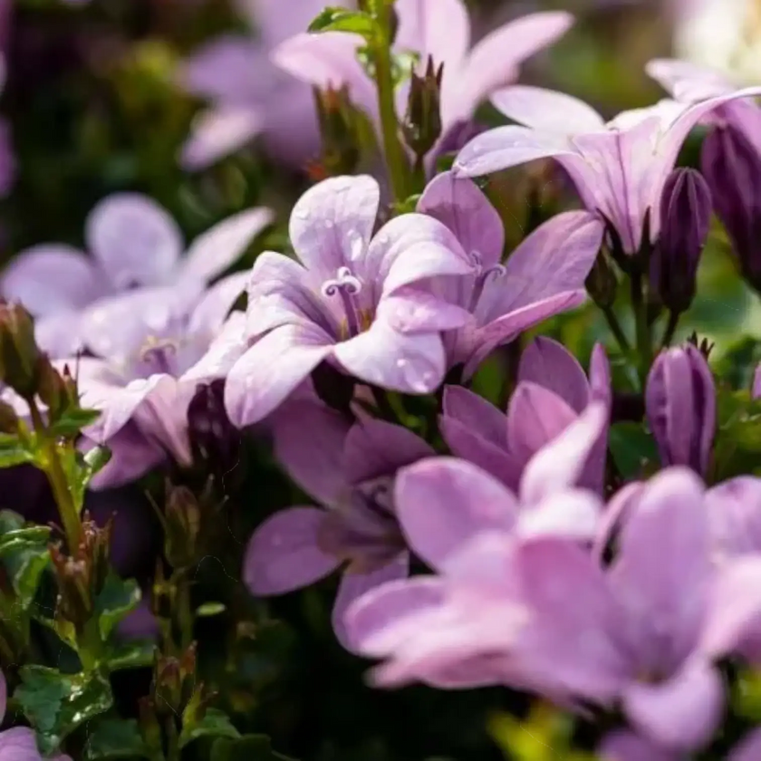 Campanula portenschlagiana Ambella Pink detail shot.