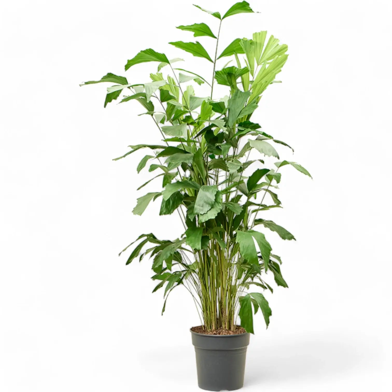 Caryota mitis potted plant in nursery pot on white background.