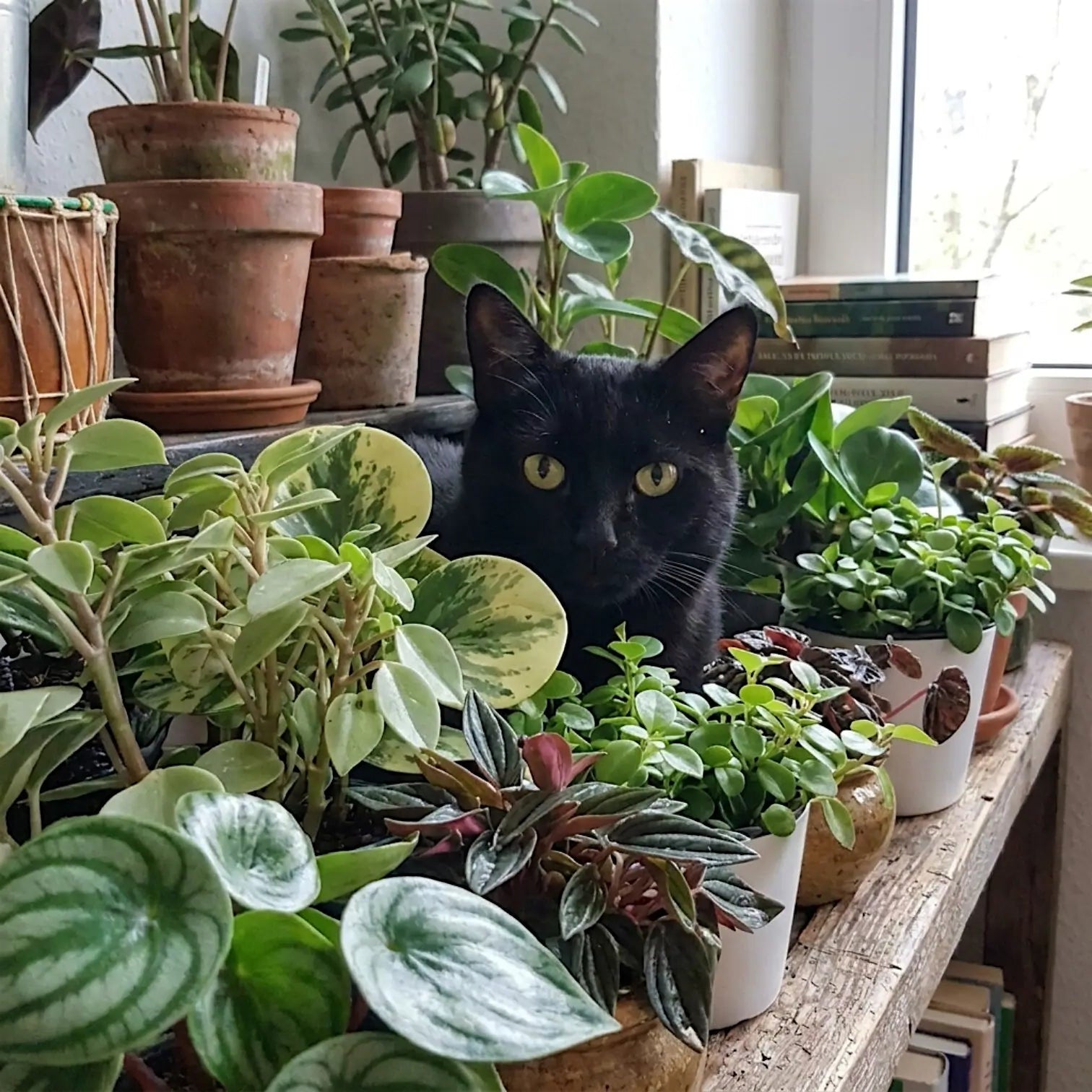 Black cat among potted Peperomia plants on a wooden surface