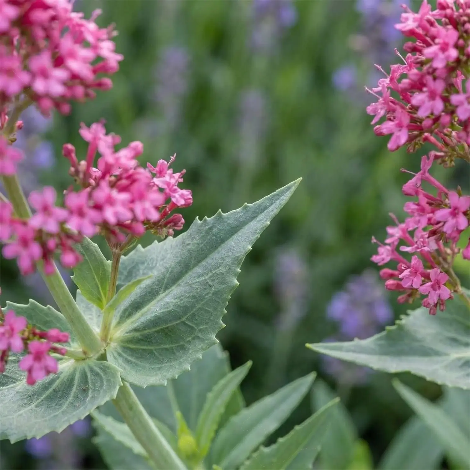 Centranthus ruber 'Coccineus' close-up detail.