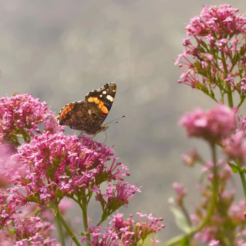 Centranthus ruber 'Coccineus' detail shot.