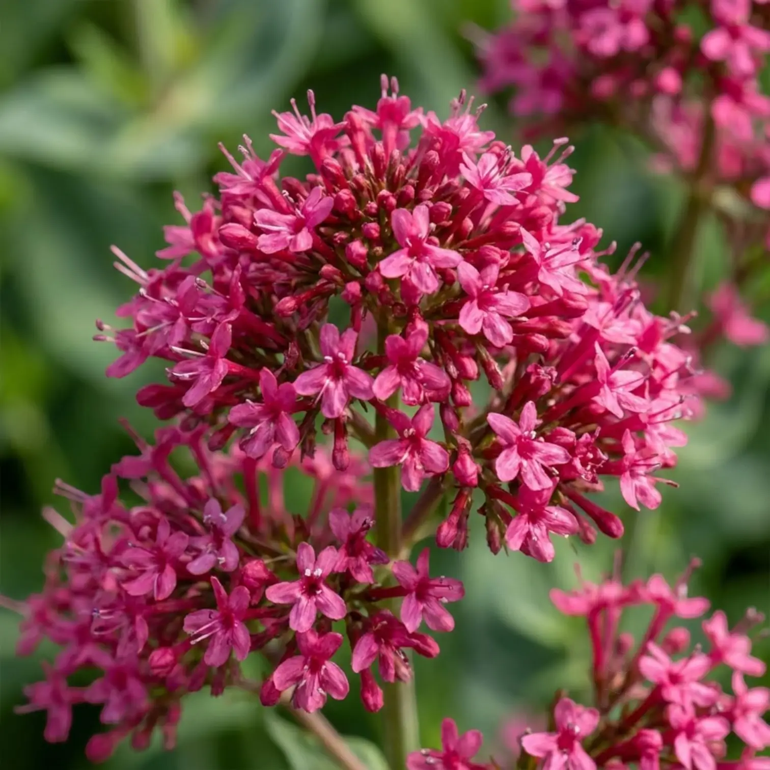 Centranthus ruber 'Coccineus' close-up detail.