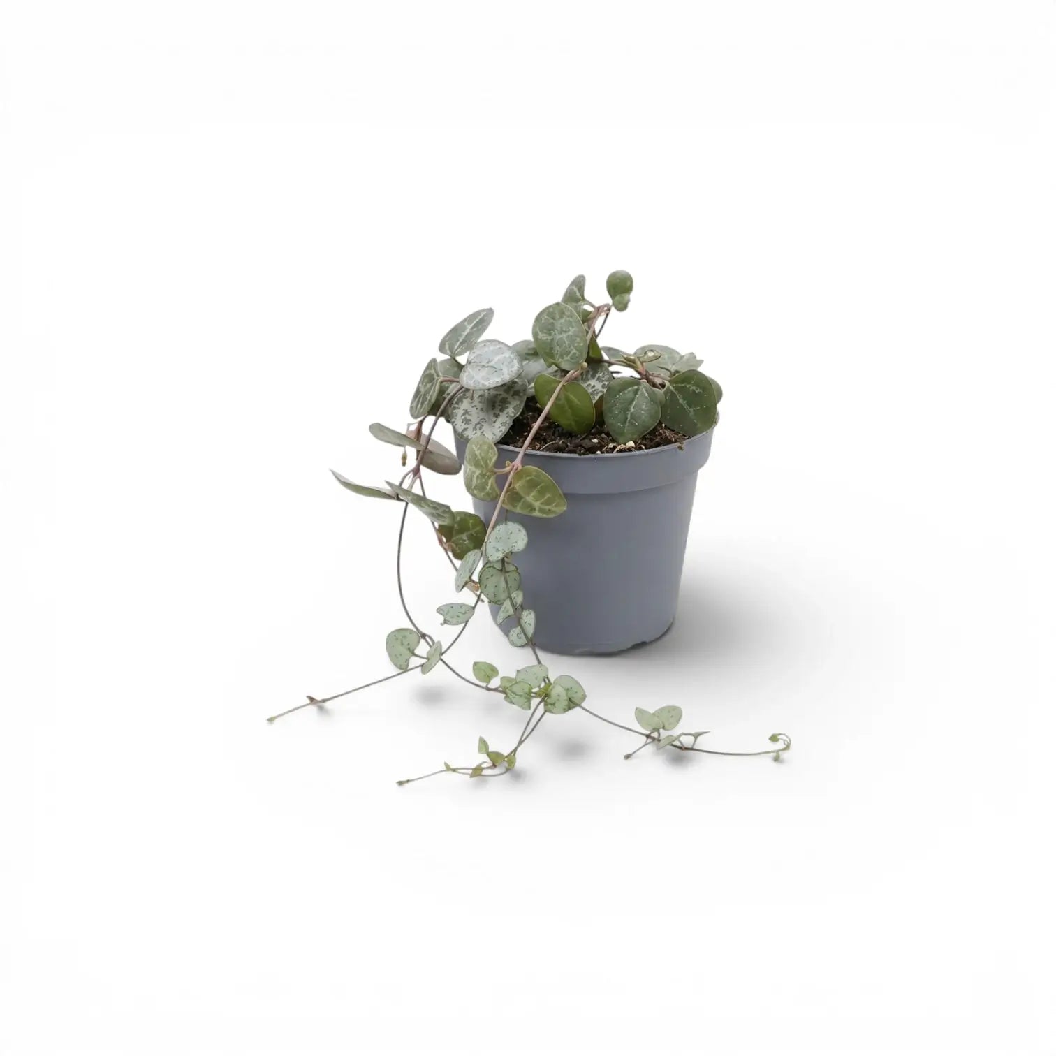 Ceropegia woodii, Leuchterblume als Babypflanze im Kulturtopf.
