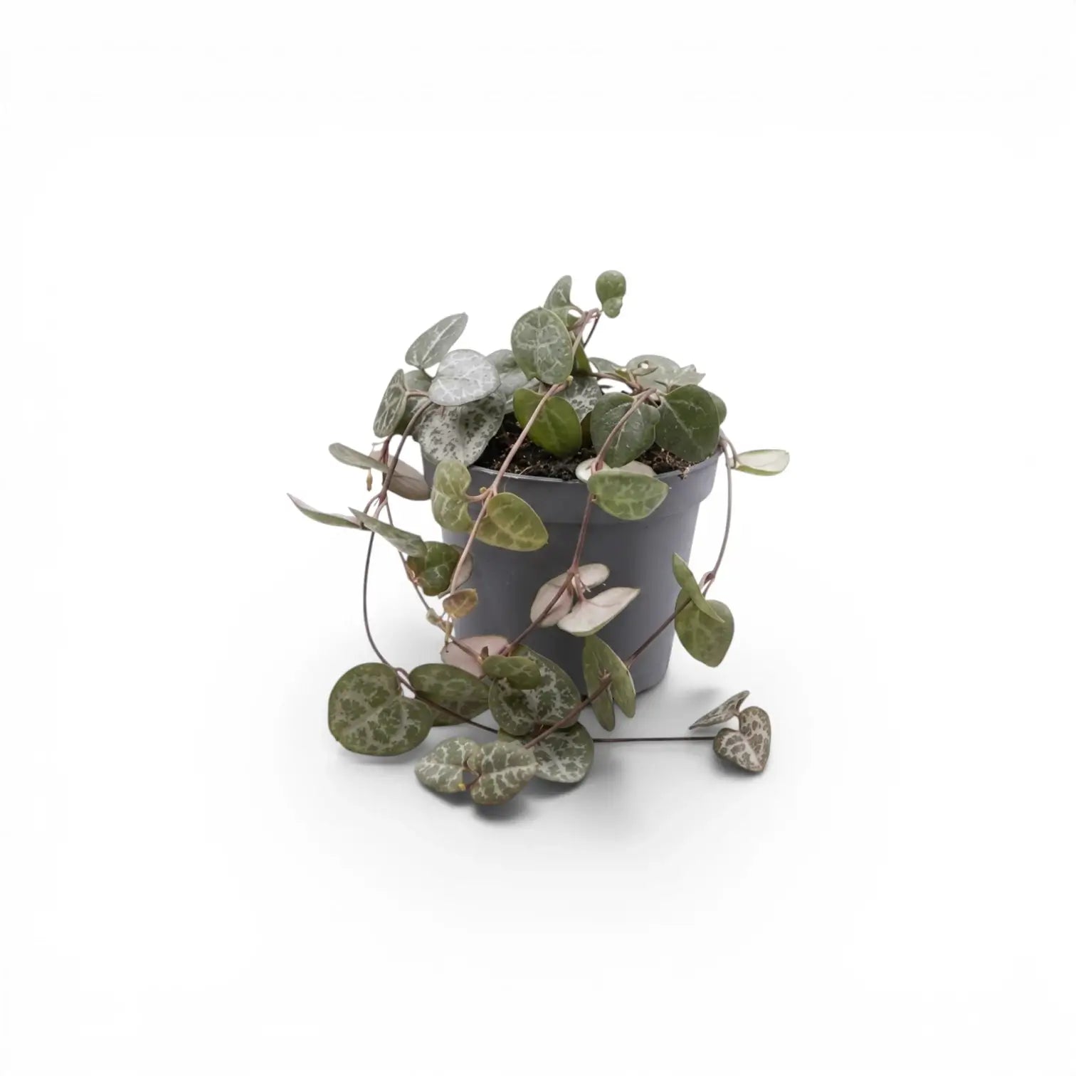 Ceropegia woodii, Leuchterblume als Babypflanze im Kulturtopf.