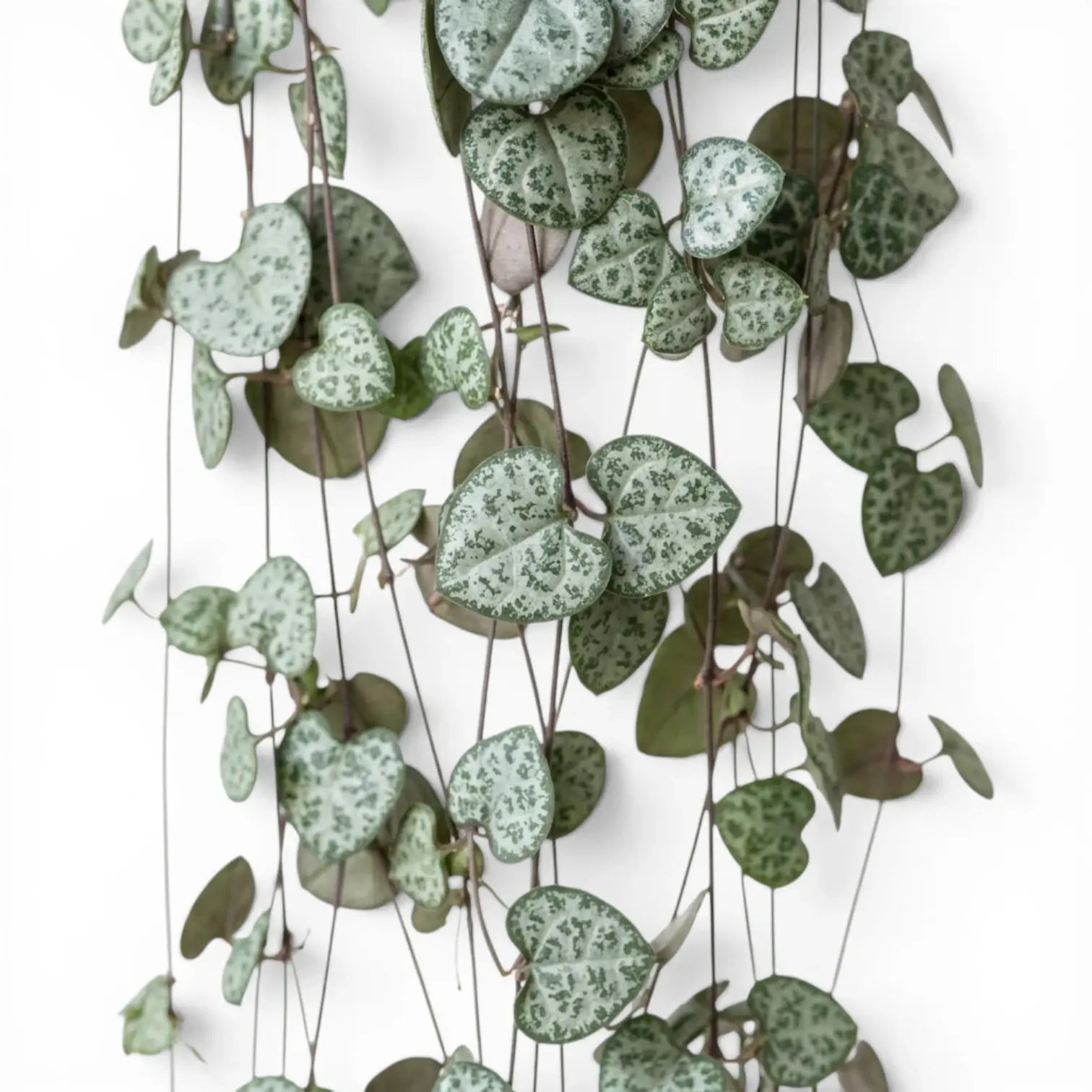 Ceropegia woodii, Leuchterblume mit grünen, herzförmigen Blättern in Nahaufnahme.