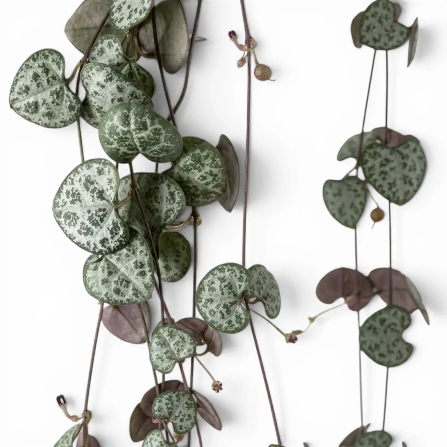 Ceropegia woodii, Leuchterblume mit grünen, herzförmigen Blättern in Nahaufnahme.