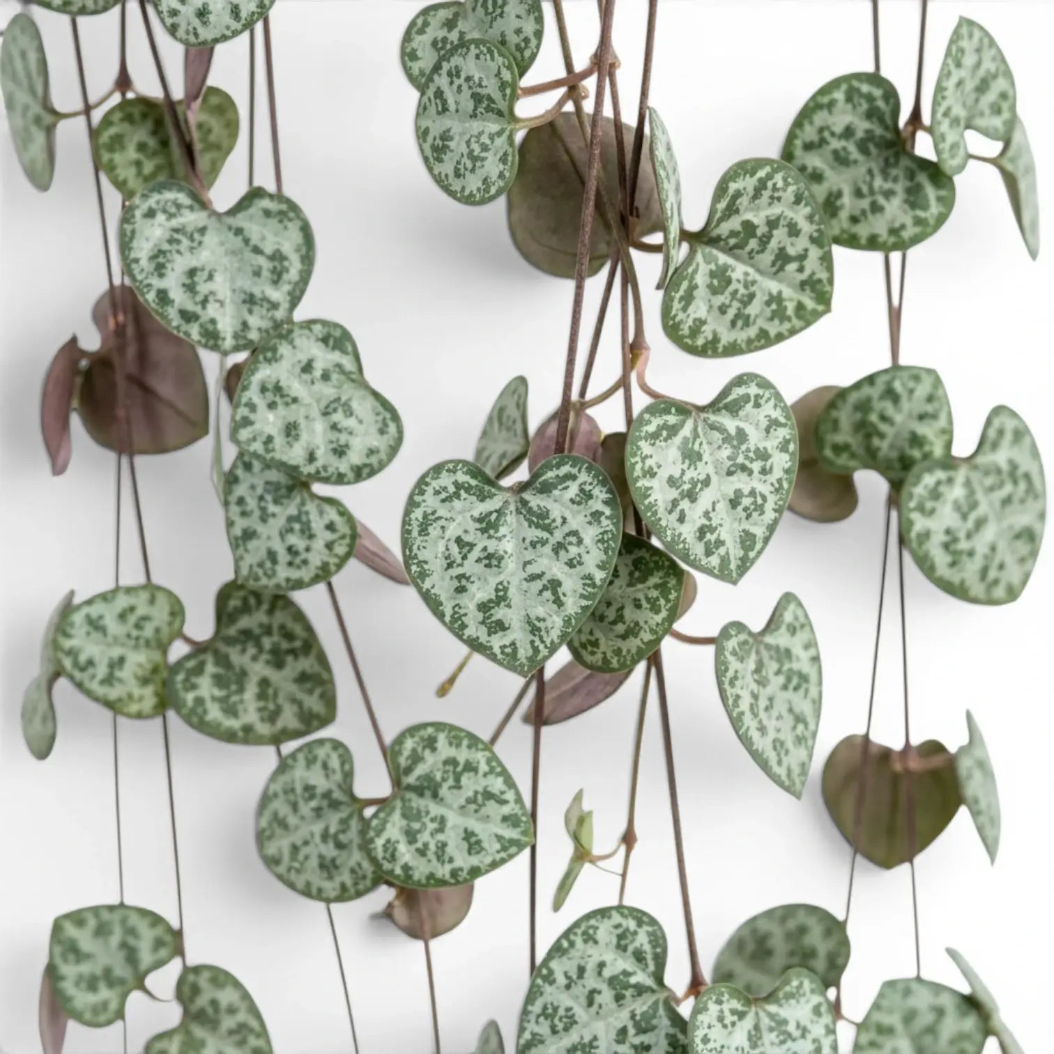 Ceropegia woodii, Leuchterblume mit grünen, herzförmigen Blättern in Nahaufnahme.