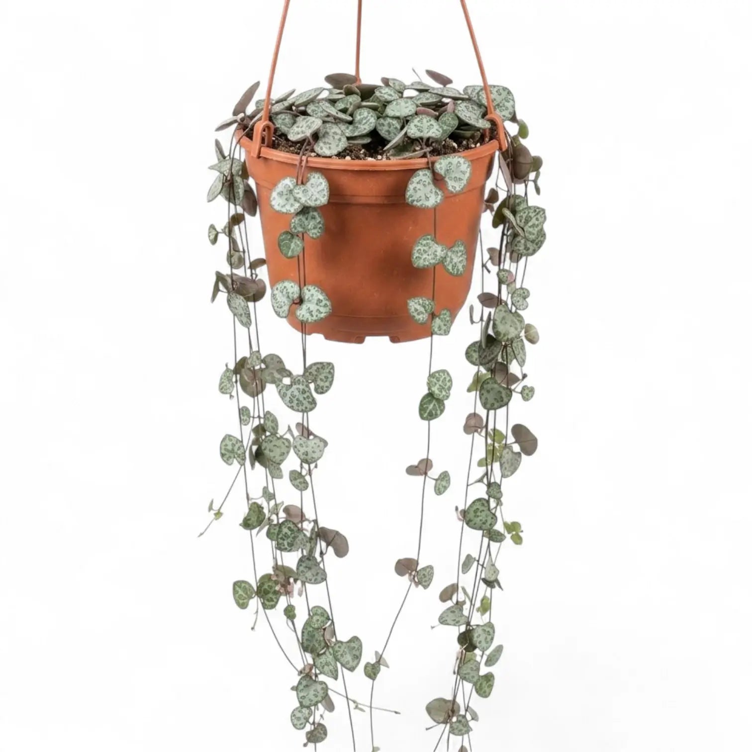 Ceropegia woodii, Leuchterblume mit langen Trieben im Hängetopf.