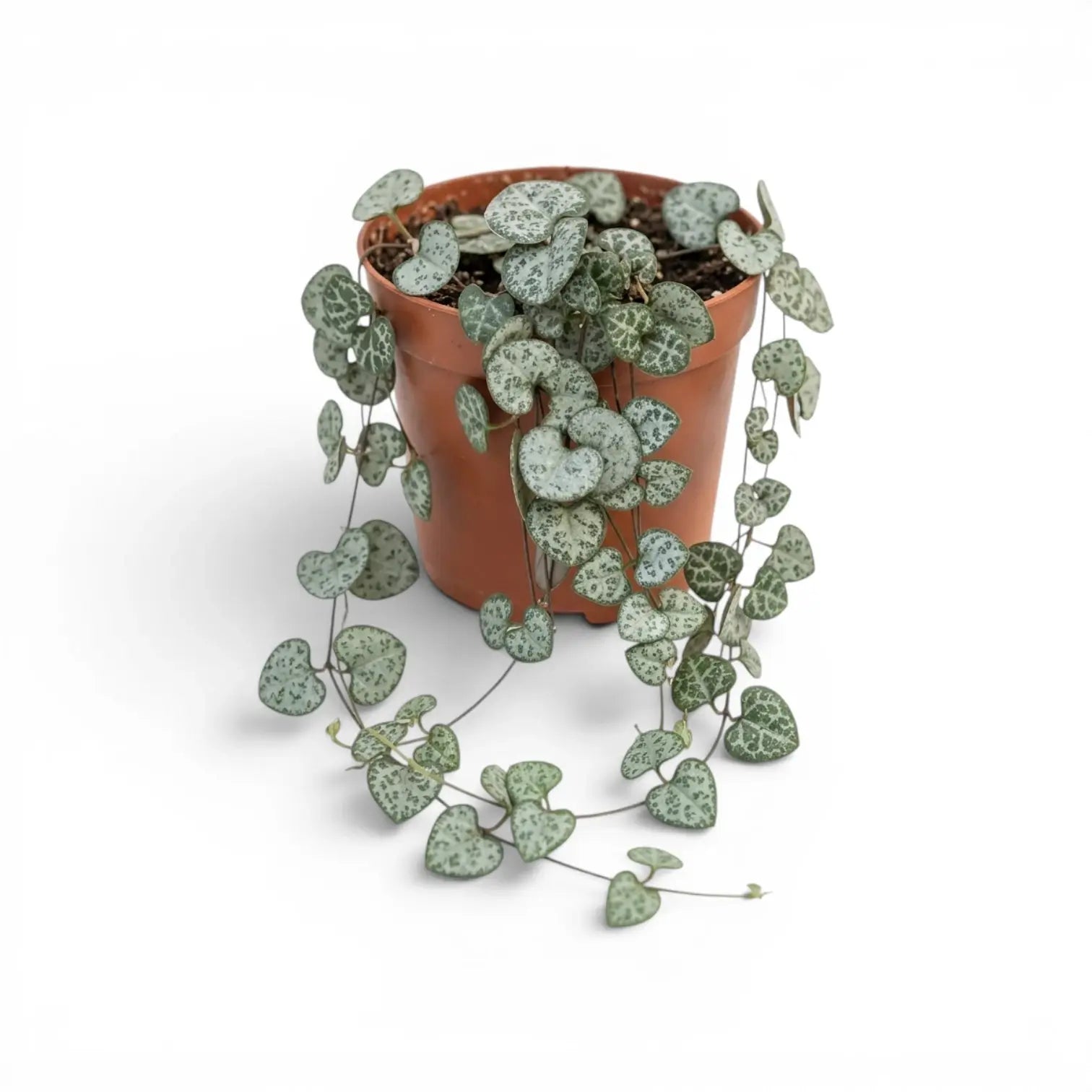 Ceropegia woodii, Leuchterblume im Kulturtopf.
