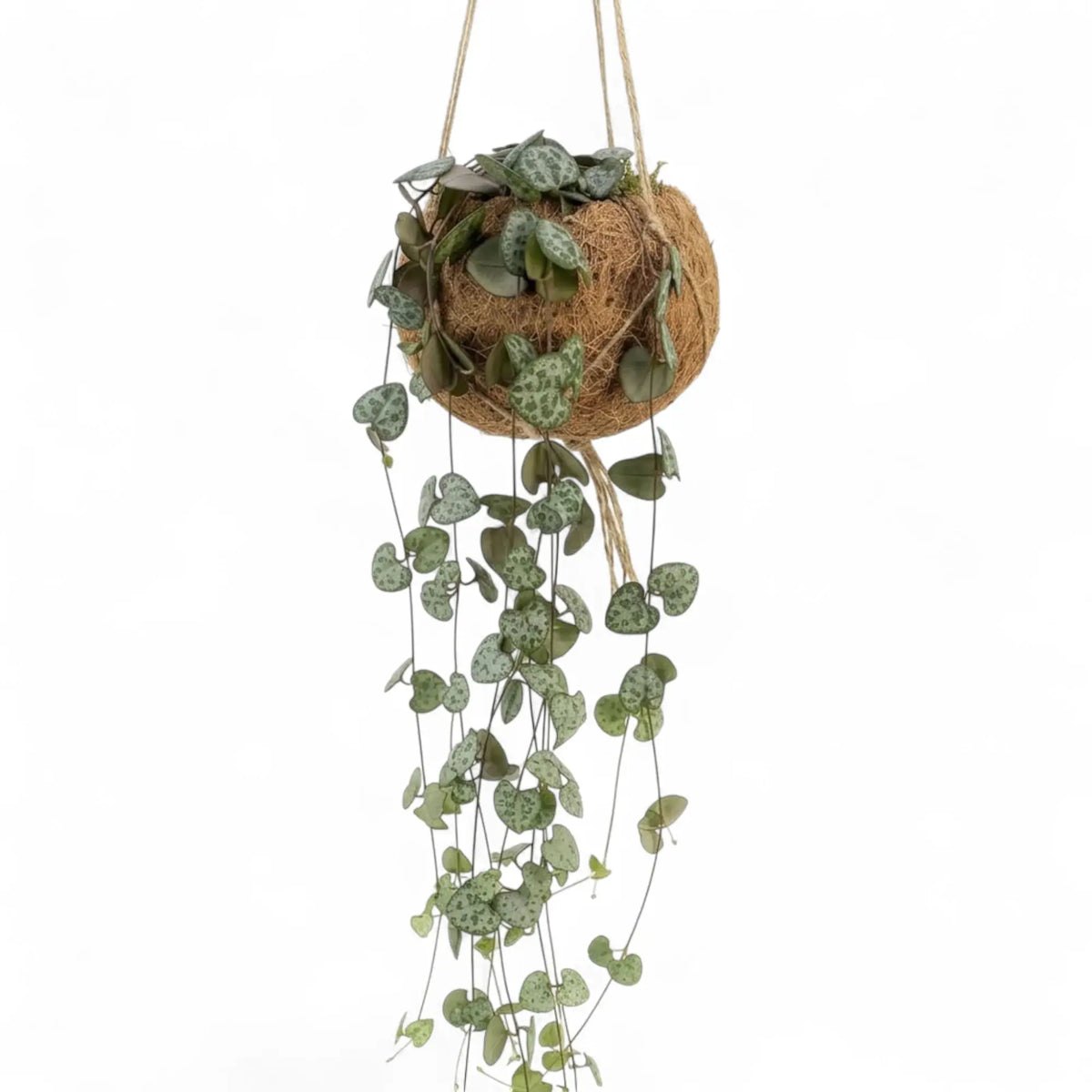 Ceropegia woodii in a Kokodama planter with trailing vines and small heart-shaped patterned leaves