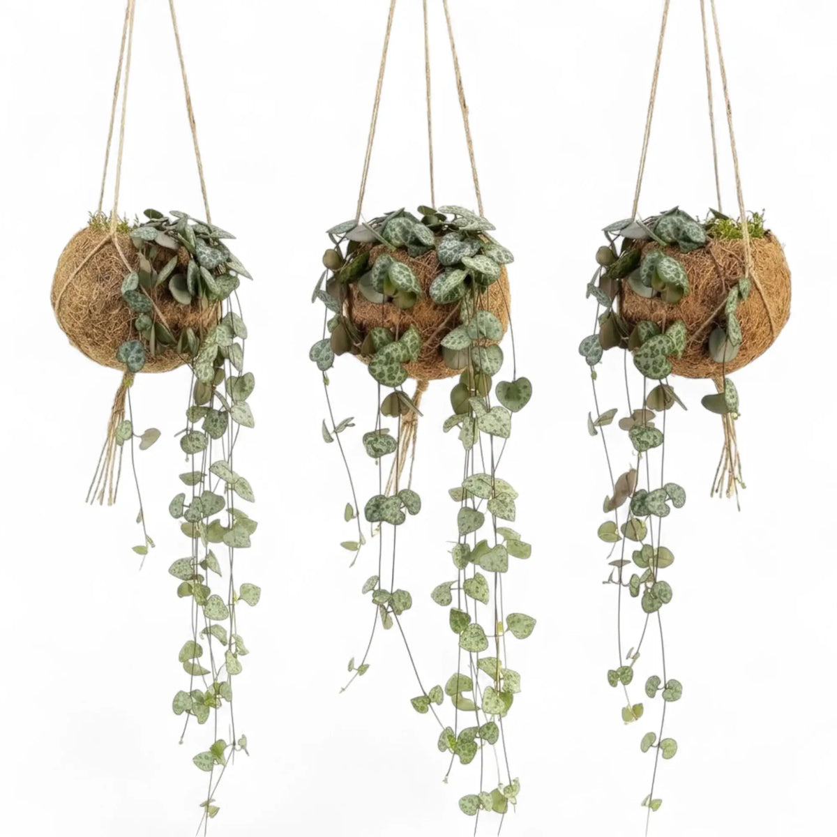 Three Ceropegia woodii plants in coconut-fibre Kokodama planters with trailing patterned leaves