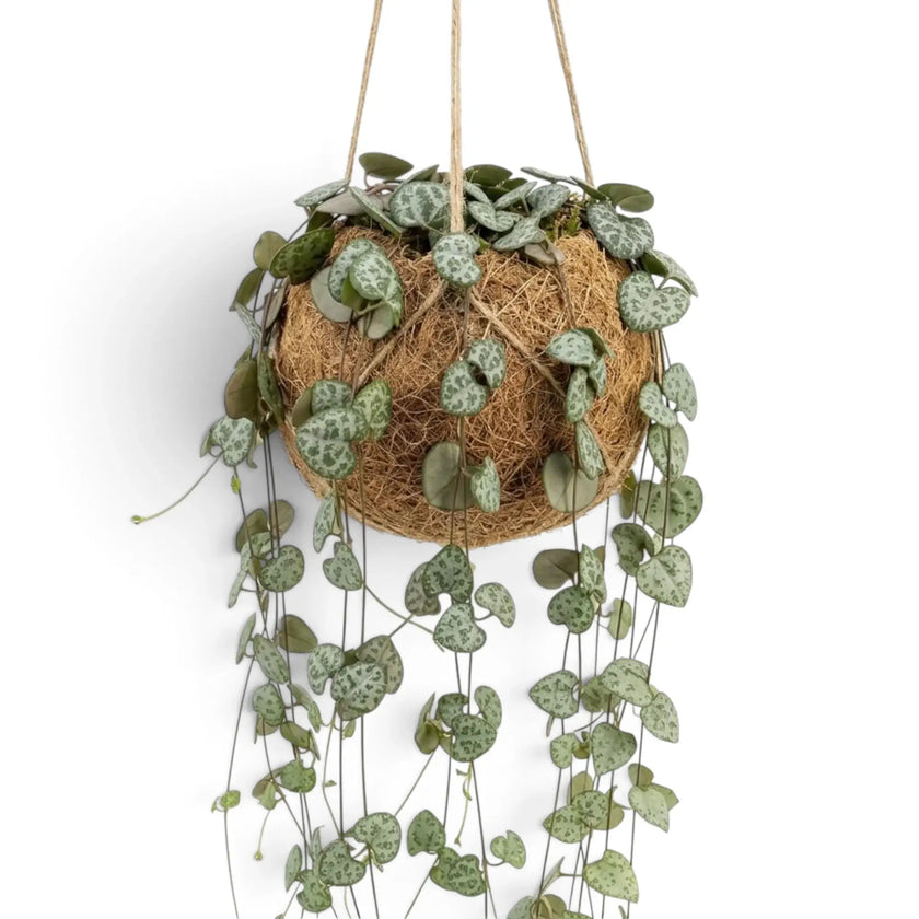 Ceropegia woodii in einem Kokodama mit langen herabhängenden Trieben und kleinen gemusterten Blättern