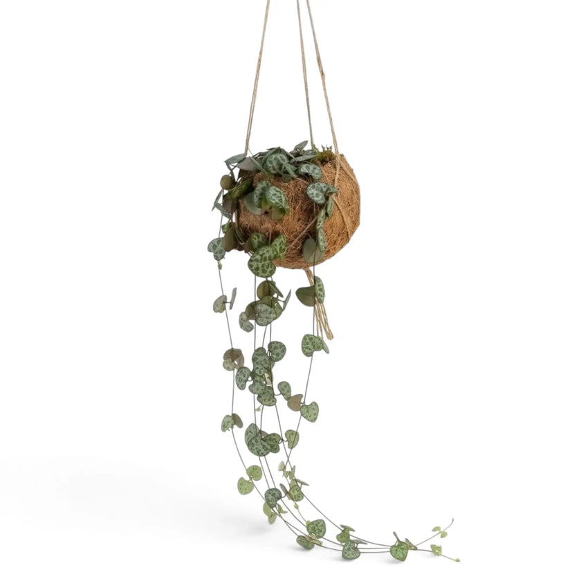Ceropegia woodii in einem Kokodama mit herabhängenden Trieben und kleinen herzförmigen Blättern