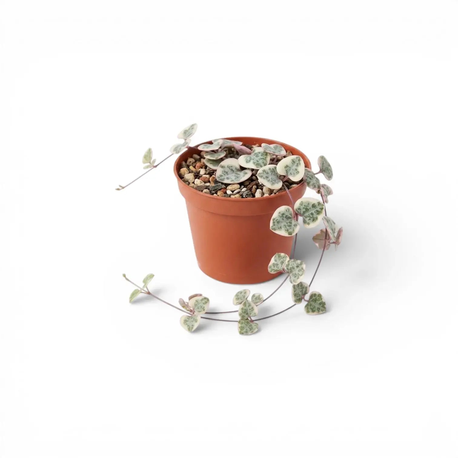 Ceropegia woodii, panaschierte Leuchterblume als Babypflanze im Kulturtopf.