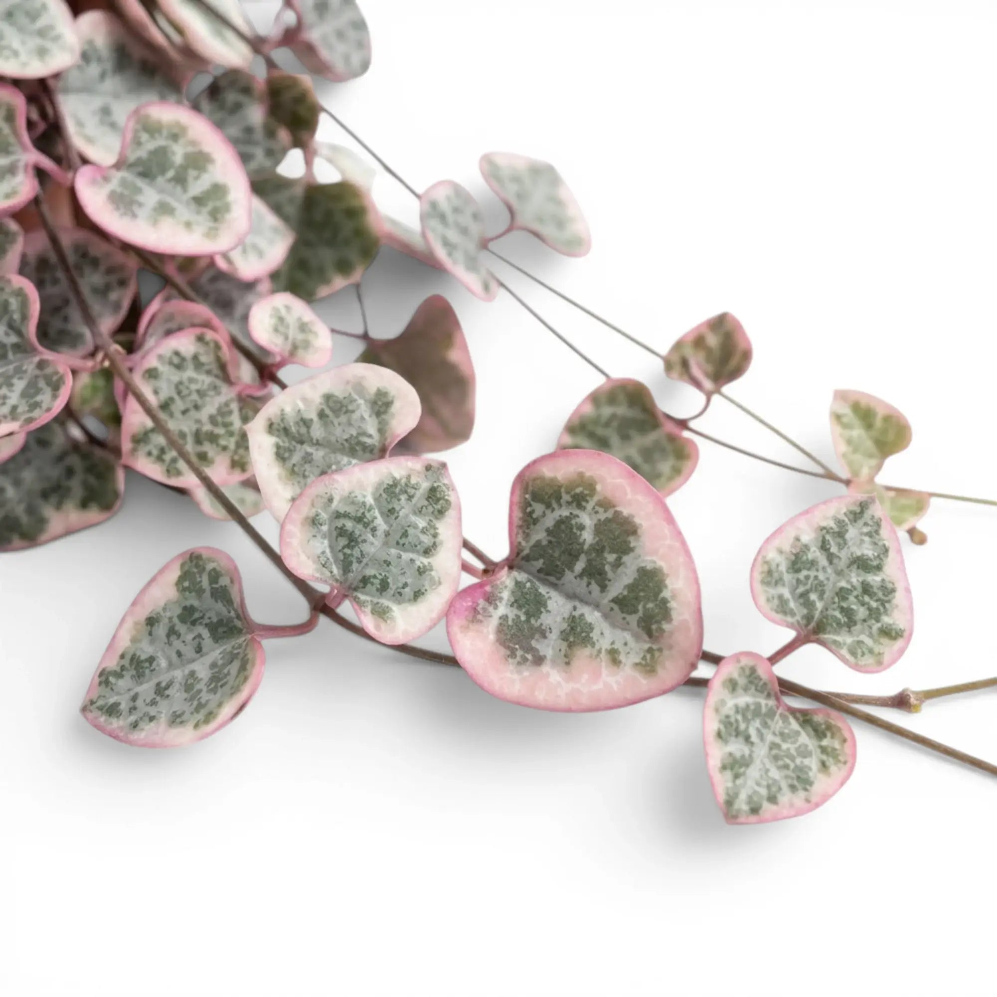 Ceropegia woodii, panaschierte Leuchterblume mit herzförmigen, panaschierten Blättern in Nahaufnahme.