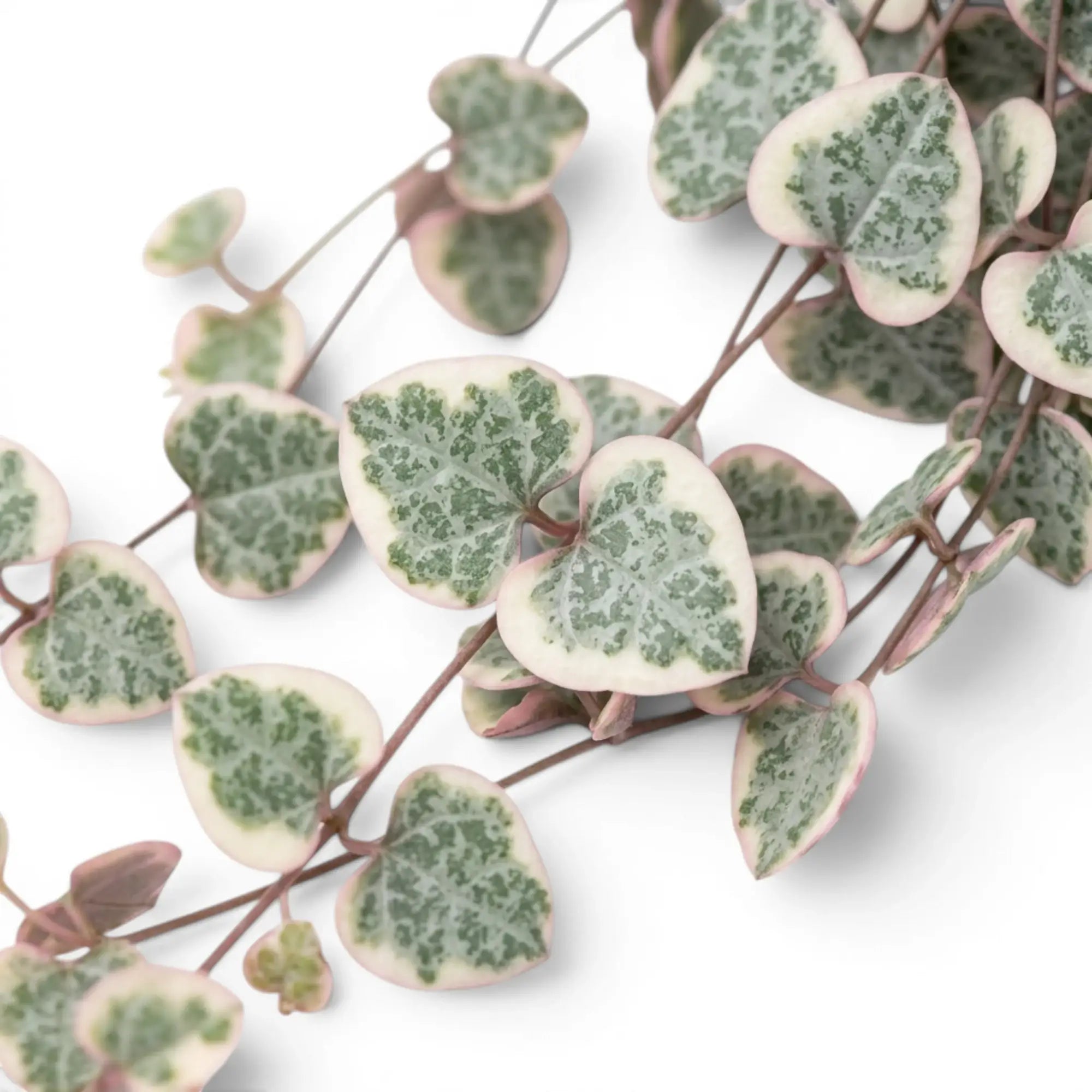 Ceropegia woodii, panaschierte Leuchterblume mit herzförmigen, panaschierten Blättern in Nahaufnahme.