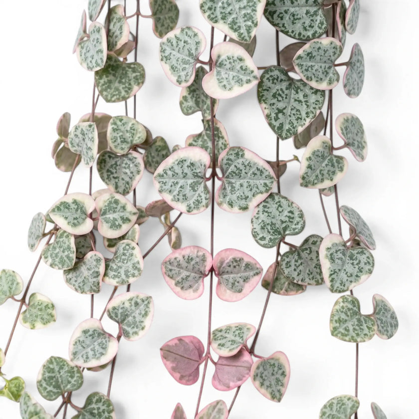 Variegated Ceropegia woodii, String of hearts foliage close-up with variegated heart-shaped leaves.