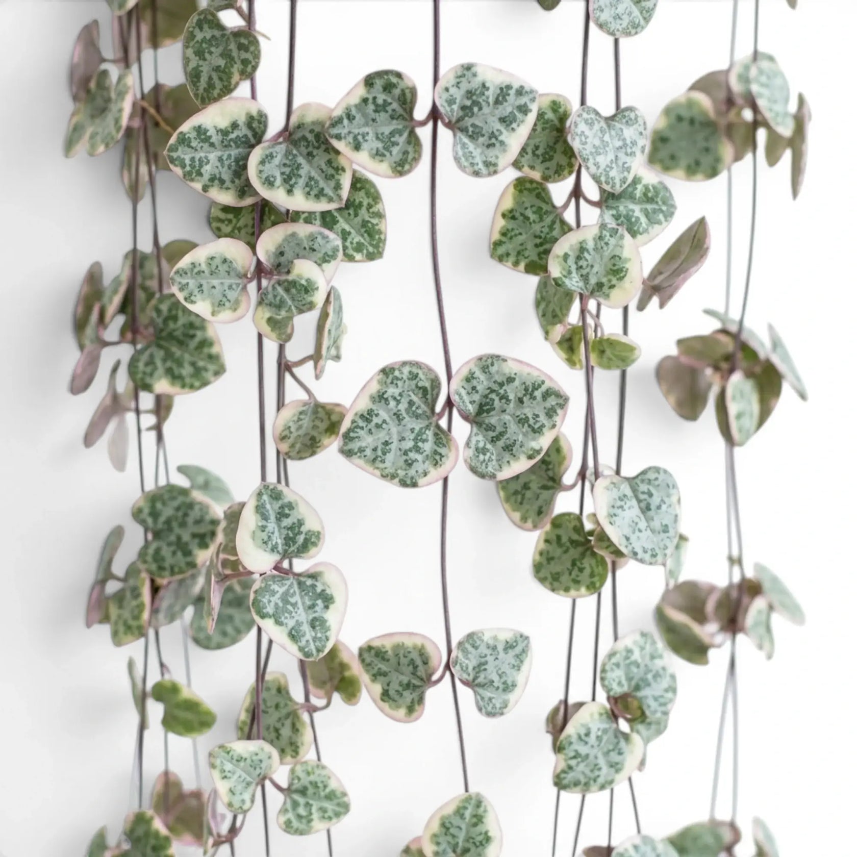 Ceropegia woodii, panaschierte Leuchterblume mit herzförmigen, panaschierten Blättern in Nahaufnahme.