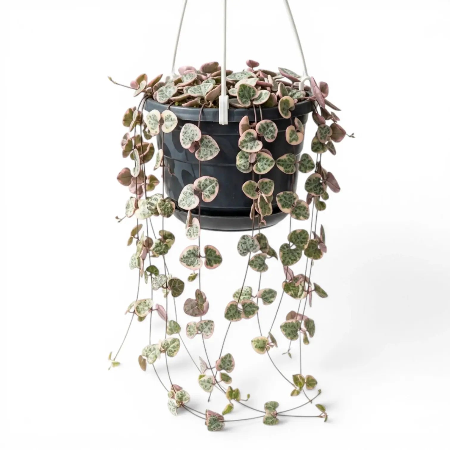 Ceropegia woodii, panaschierte Leuchterblume im Kulturtopf.