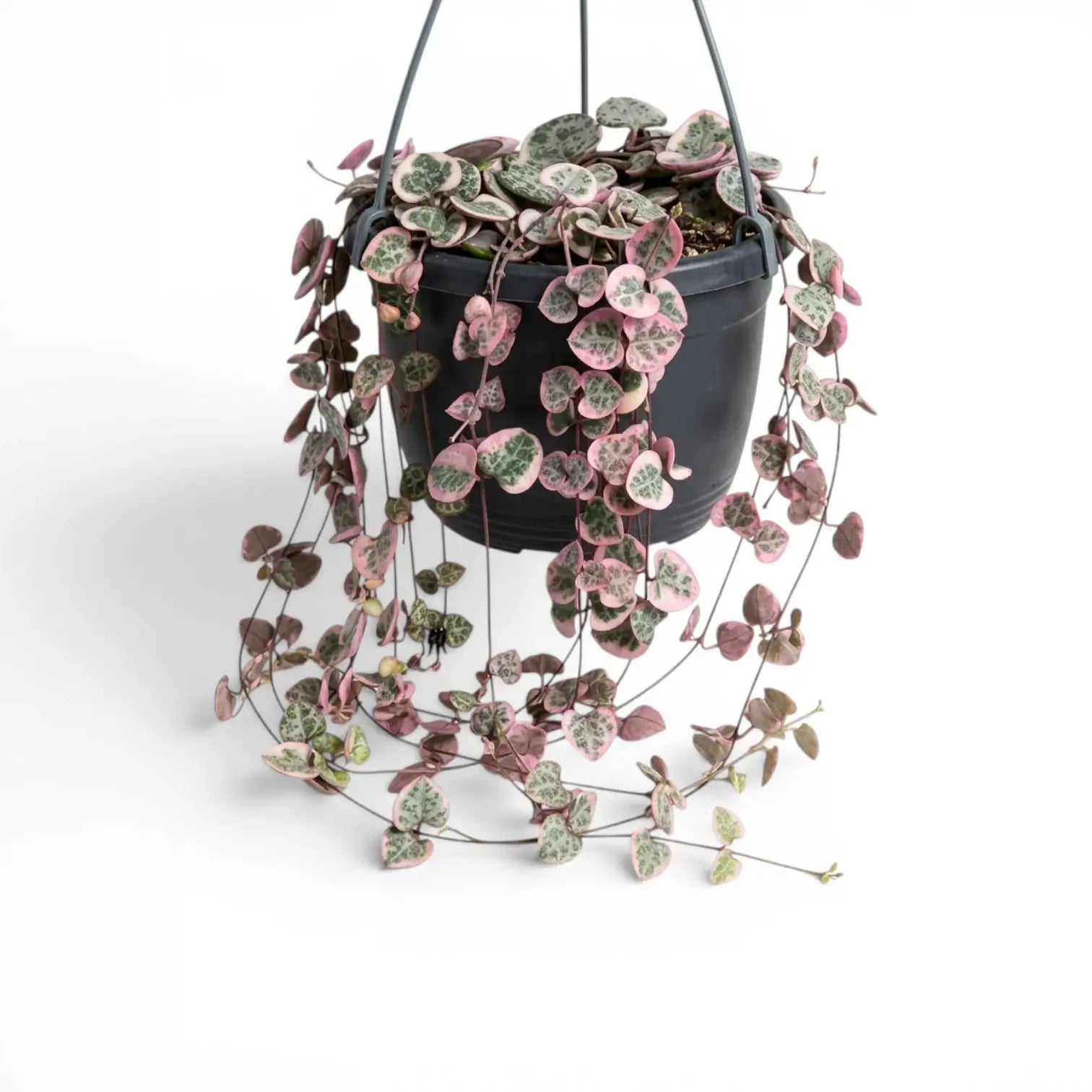 Ceropegia woodii, panaschierte Leuchterblume im Kulturtopf.