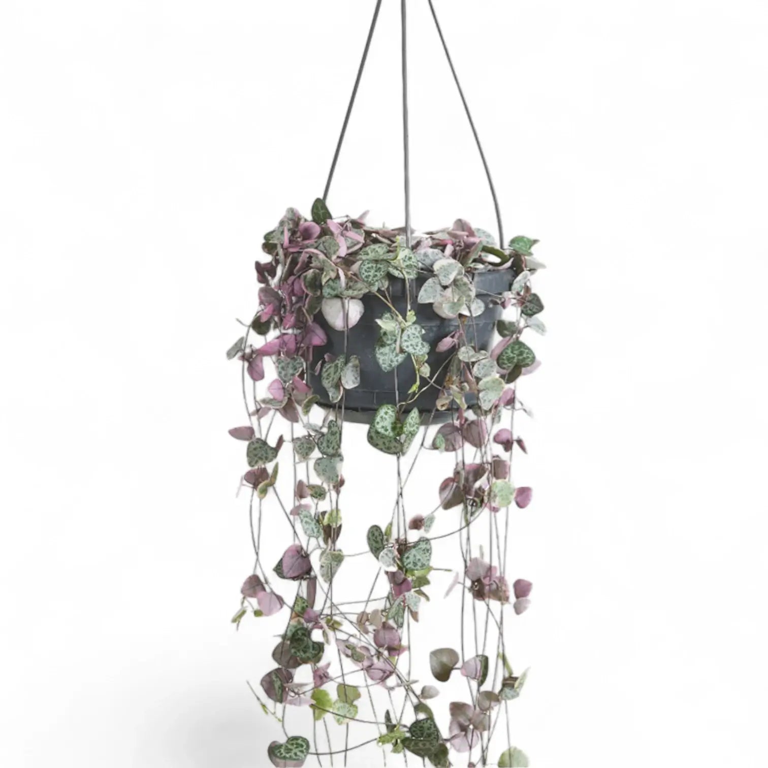 Ceropegia woodii variegata – Zimmerpflanze im Kulturtopf auf weißem Hintergrund, Produktfoto 2.