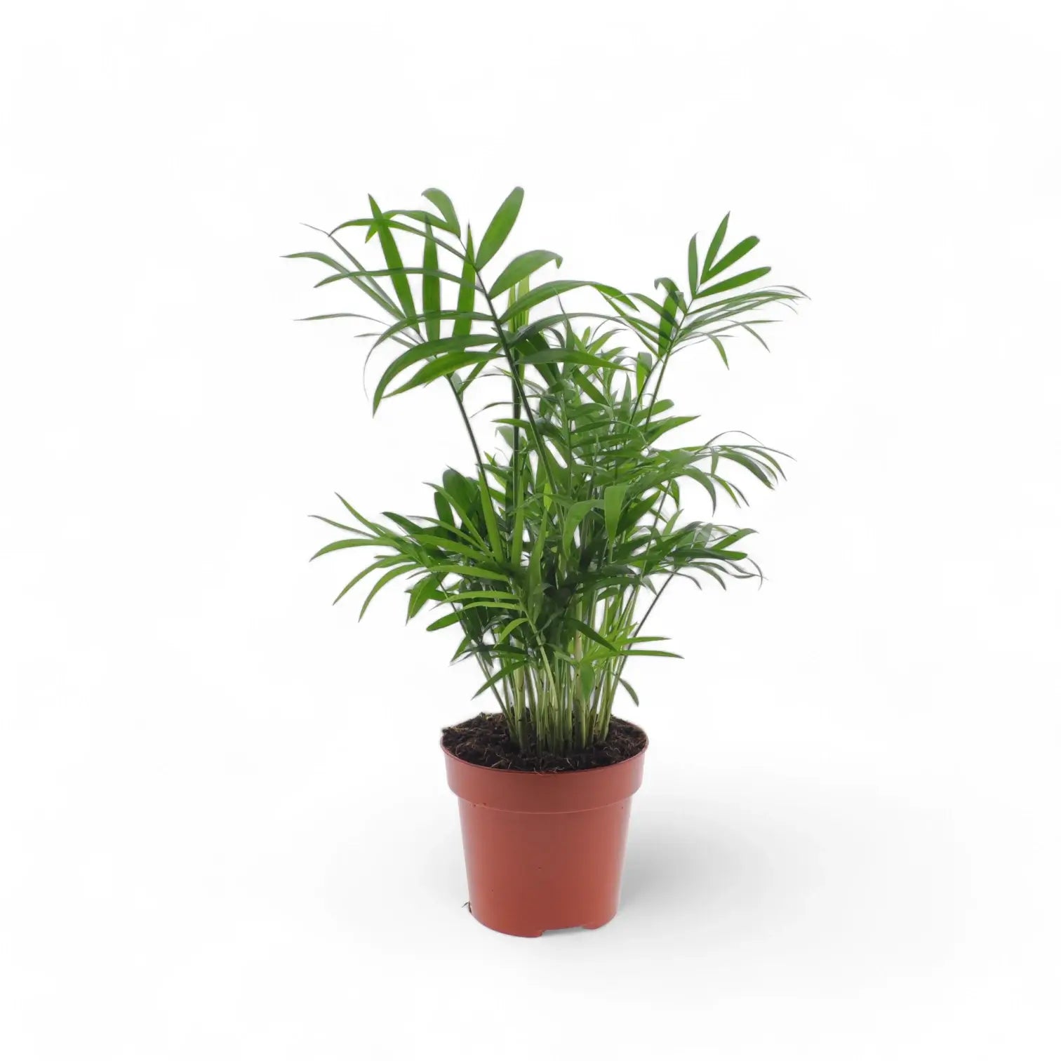 Chamaedorea elegans potted plant in nursery pot on white background.