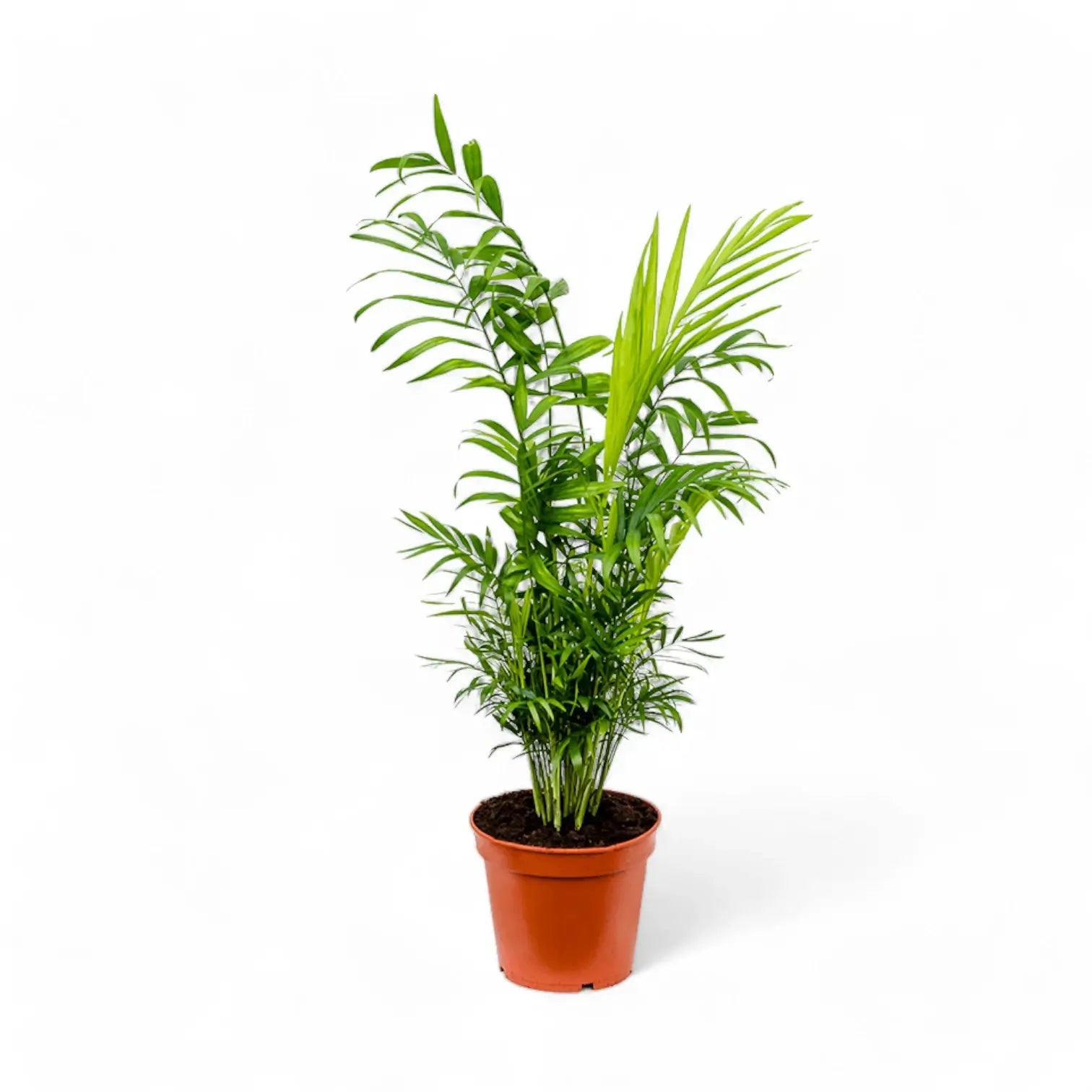 Chamaedorea elegans potted plant in nursery pot on white background.