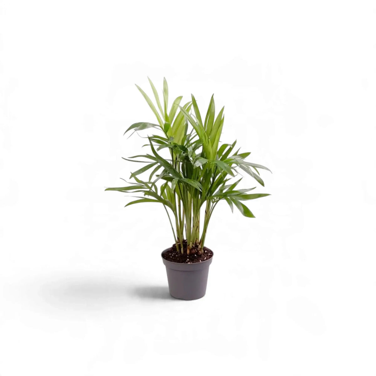 Young Chamaedorea elegans parlour palm in a small dark pot with slender green fronds