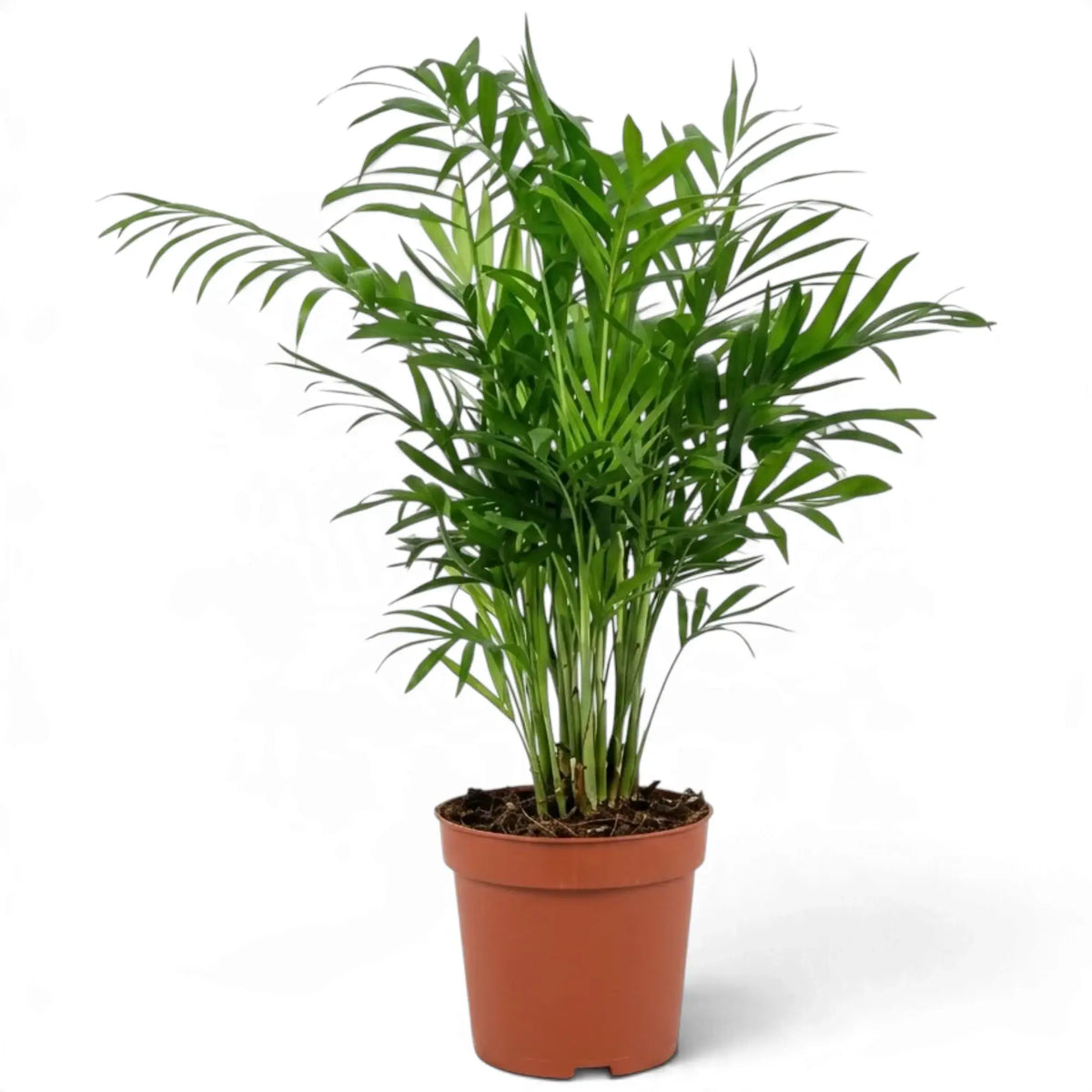 Large Chamaedorea elegans in an orange nursery pot, showing many upright stems and arching fronds