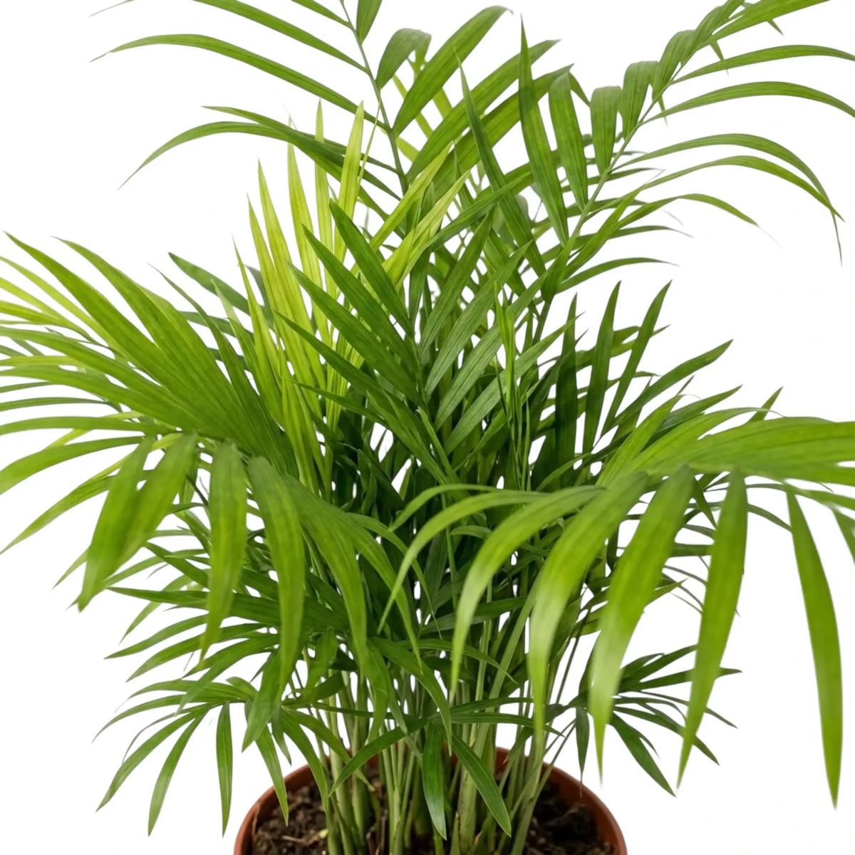 Close-up of Chamaedorea elegans palm fronds with narrow leaflets arching from slender stems