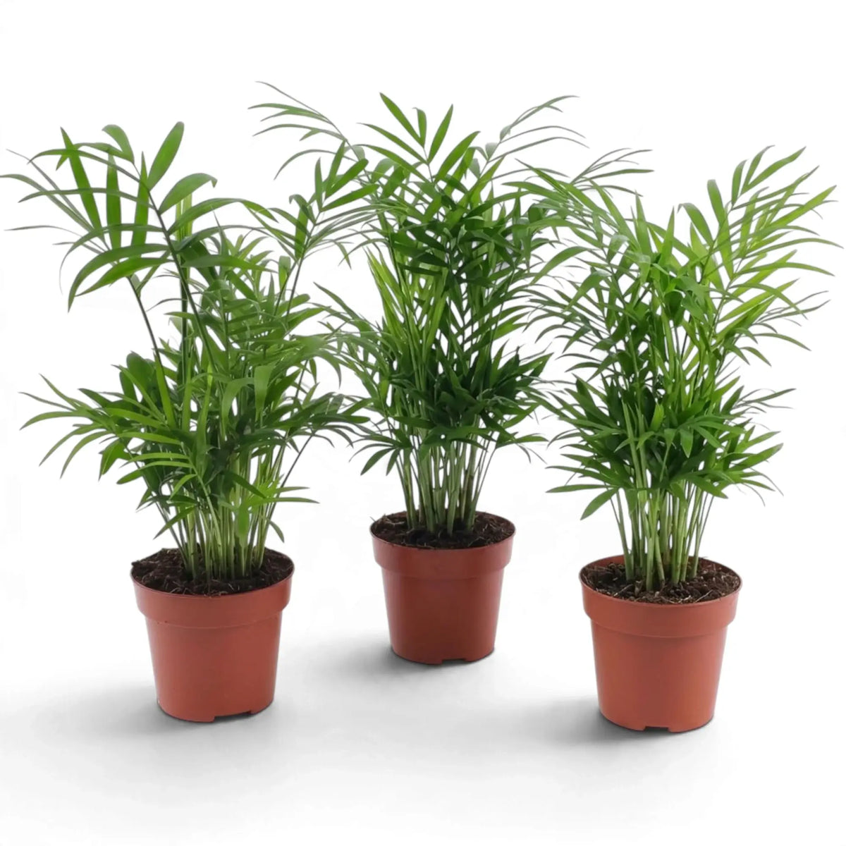 Three medium Chamaedorea elegans parlour palms in terracotta-coloured nursery pots