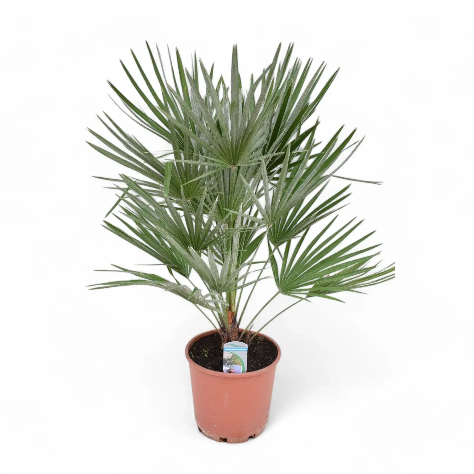Chamaerops humilis potted plant in nursery pot on white background.