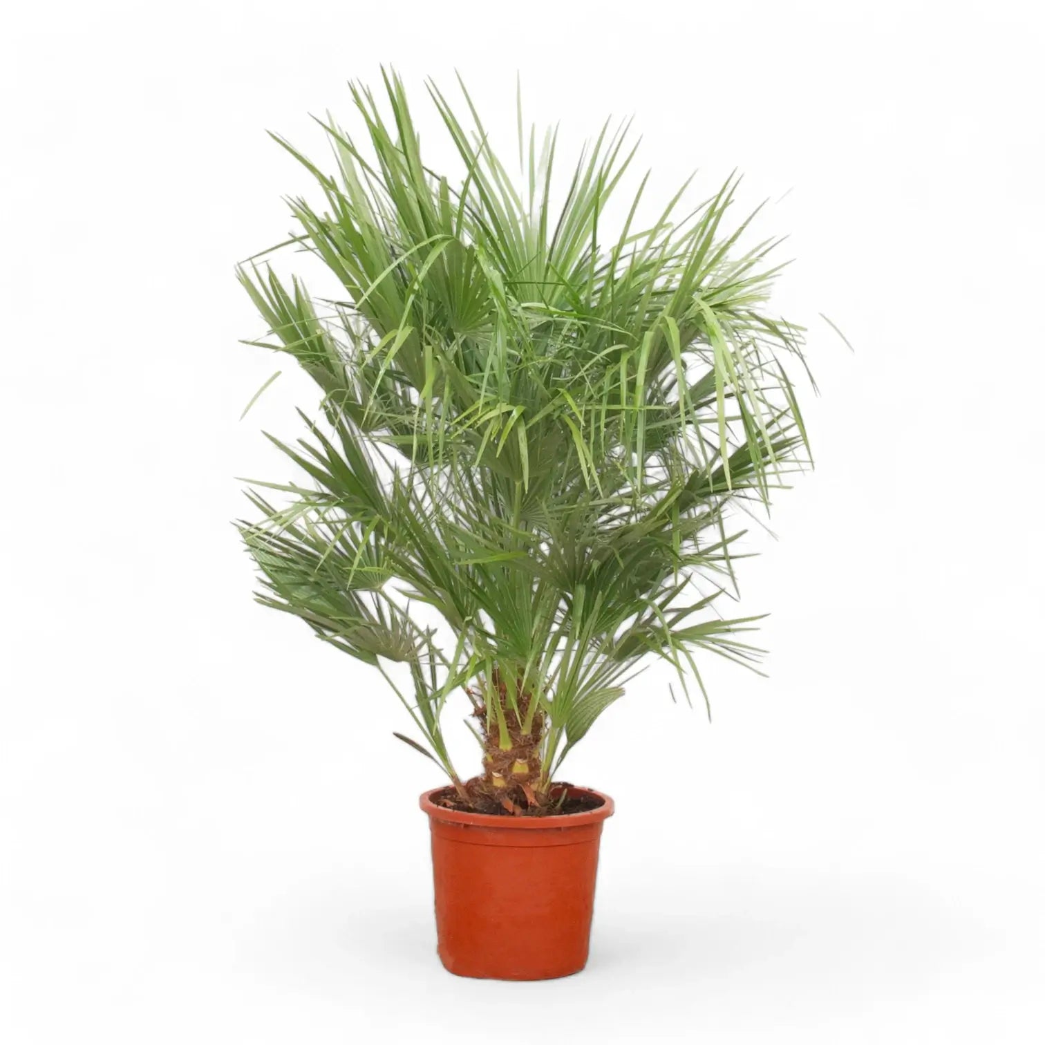Chamaerops humilis potted plant in nursery pot on white background.