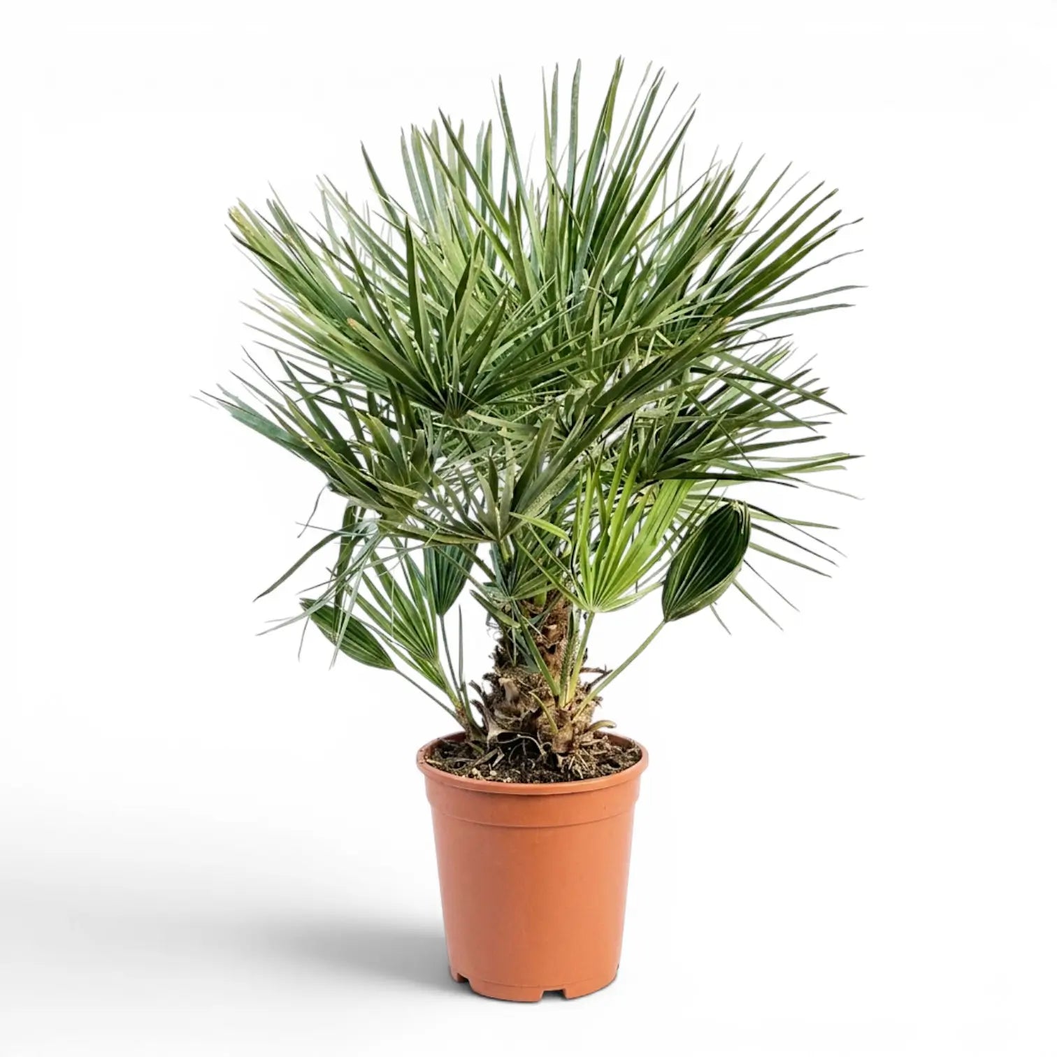 Chamaerops humilis, Europäische Zwergpalme als sehr große Pflanze im Kulturtopf.