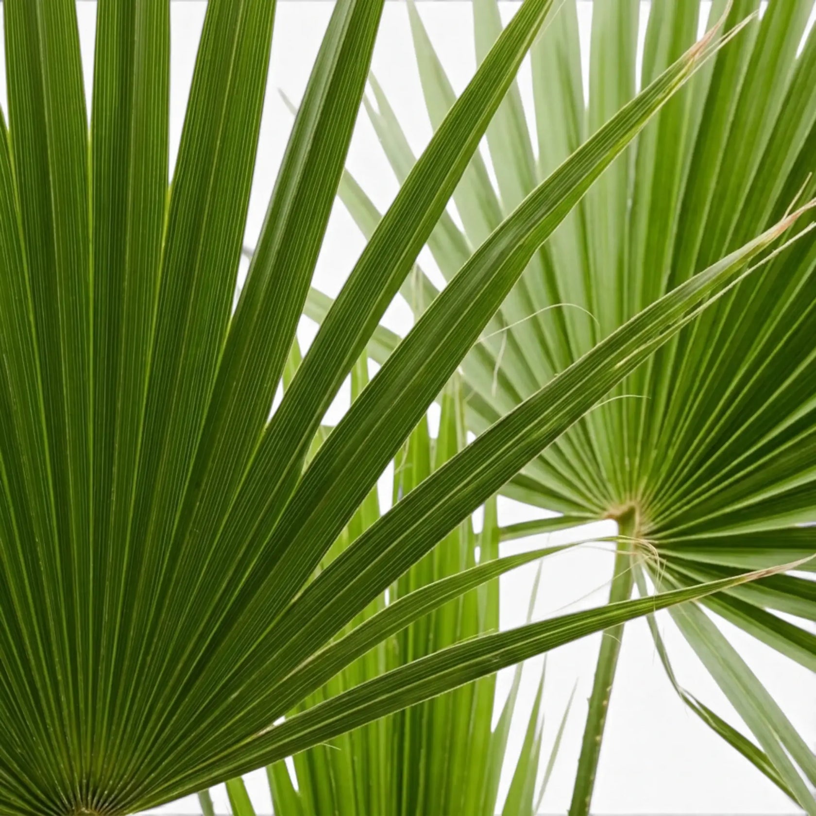 Chamaerops humilis, Europäische Zwergpalme mit fächerförmigen Wedeln in Nahaufnahme.
